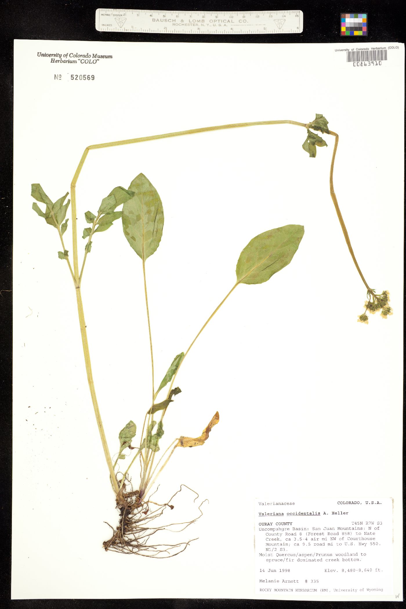 Valeriana occidentalis image