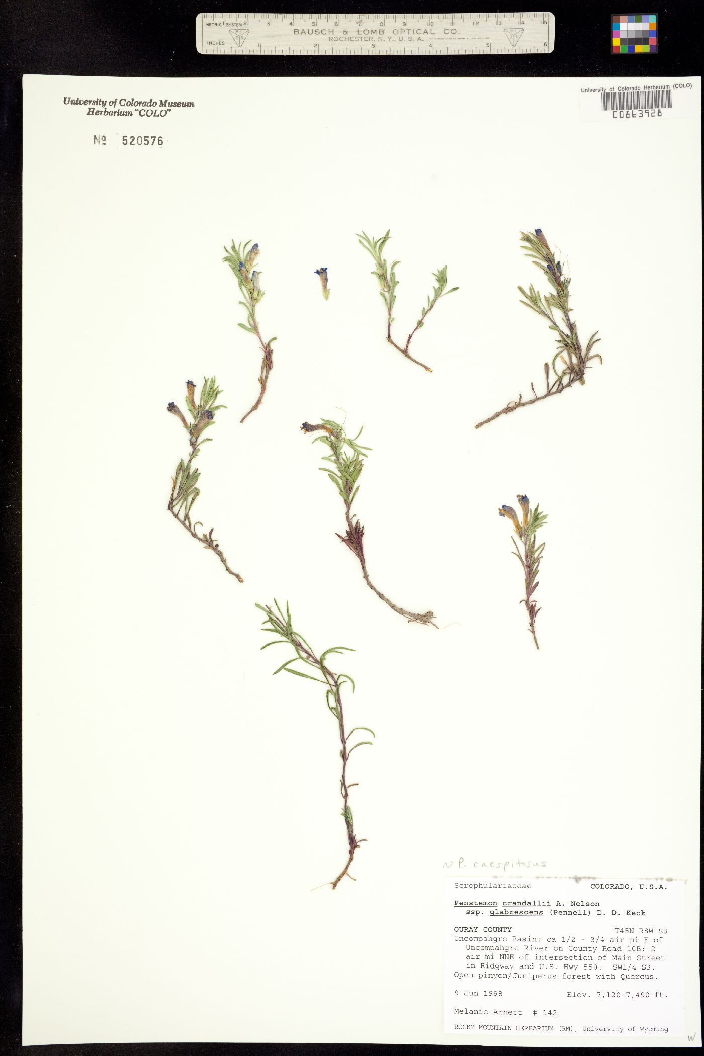 Plantaginaceae image