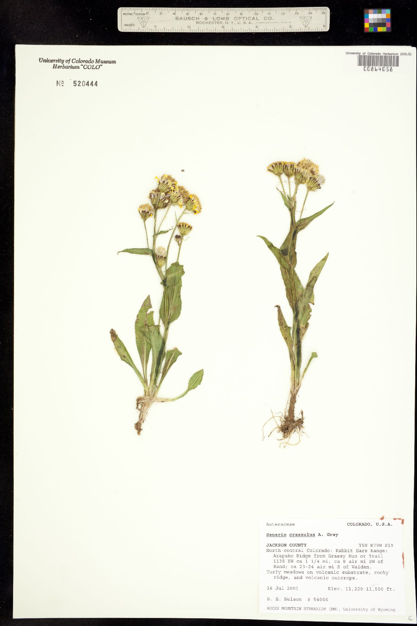 Senecio crassulus image