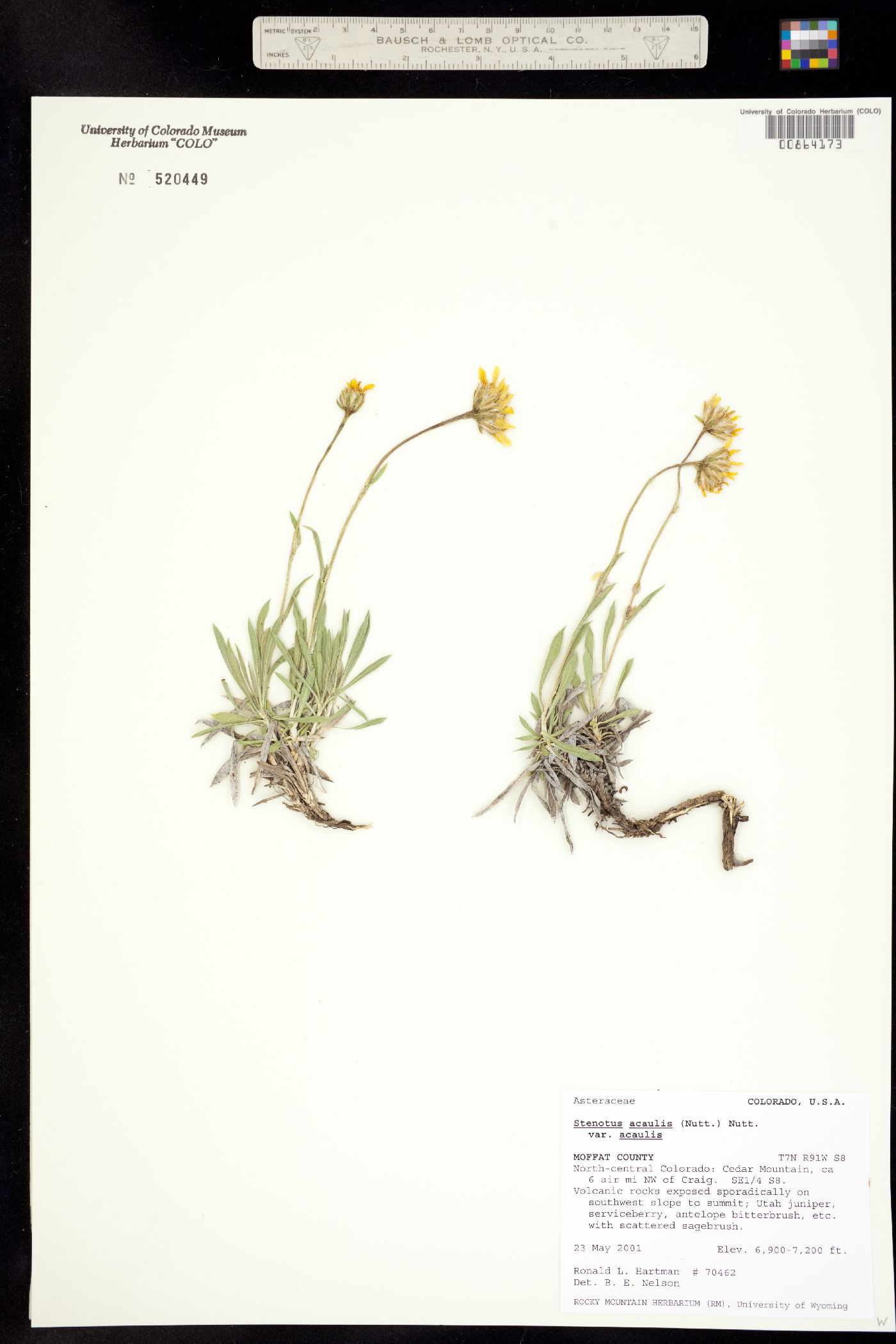 Stenotus acaulis image