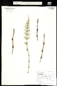 Image of Equisetum arvense