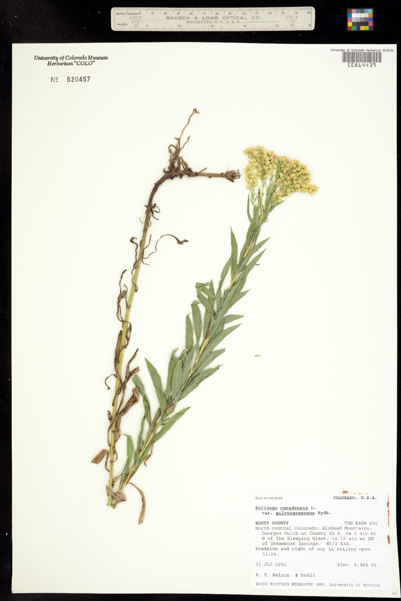 Solidago canadensis image