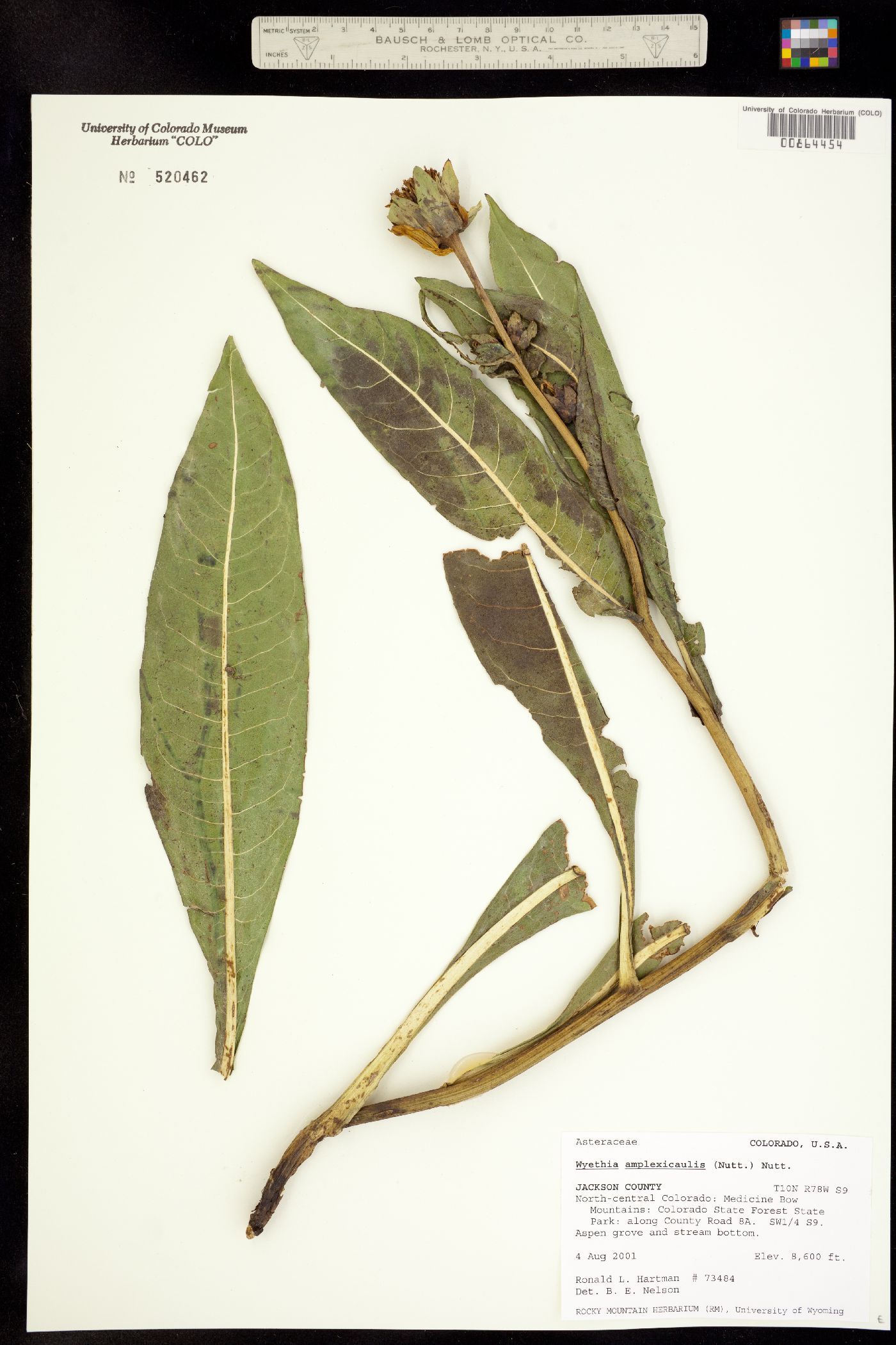 Wyethia amplexicaulis image