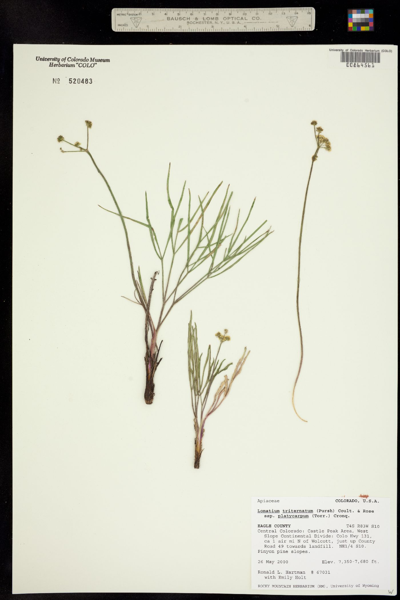 Lomatium triternatum ssp. platycarpum image