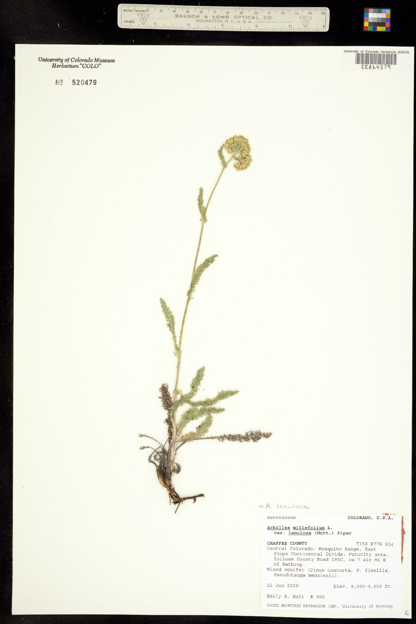 Achillea millefolium image