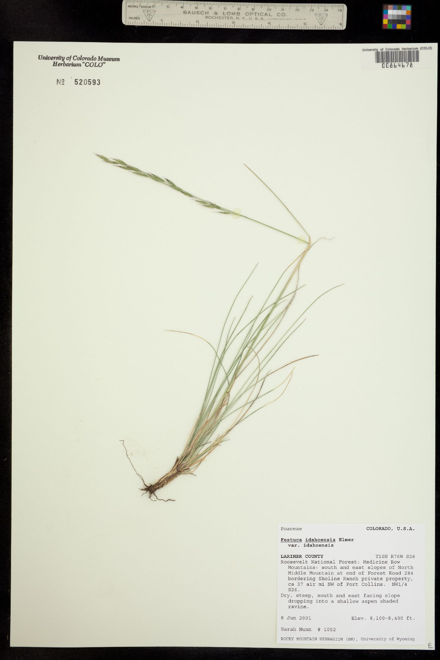 Festuca idahoensis image