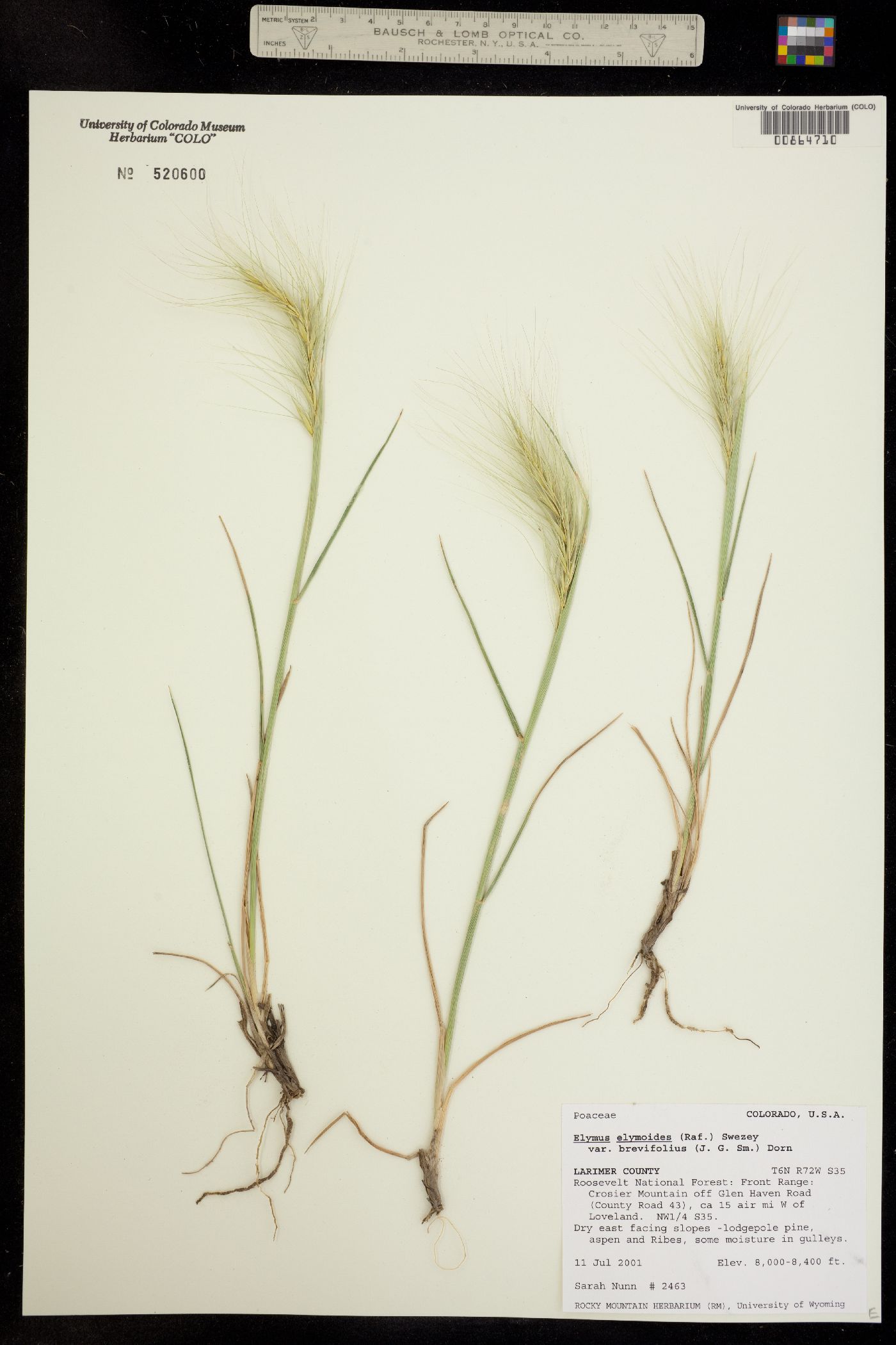 Elymus image