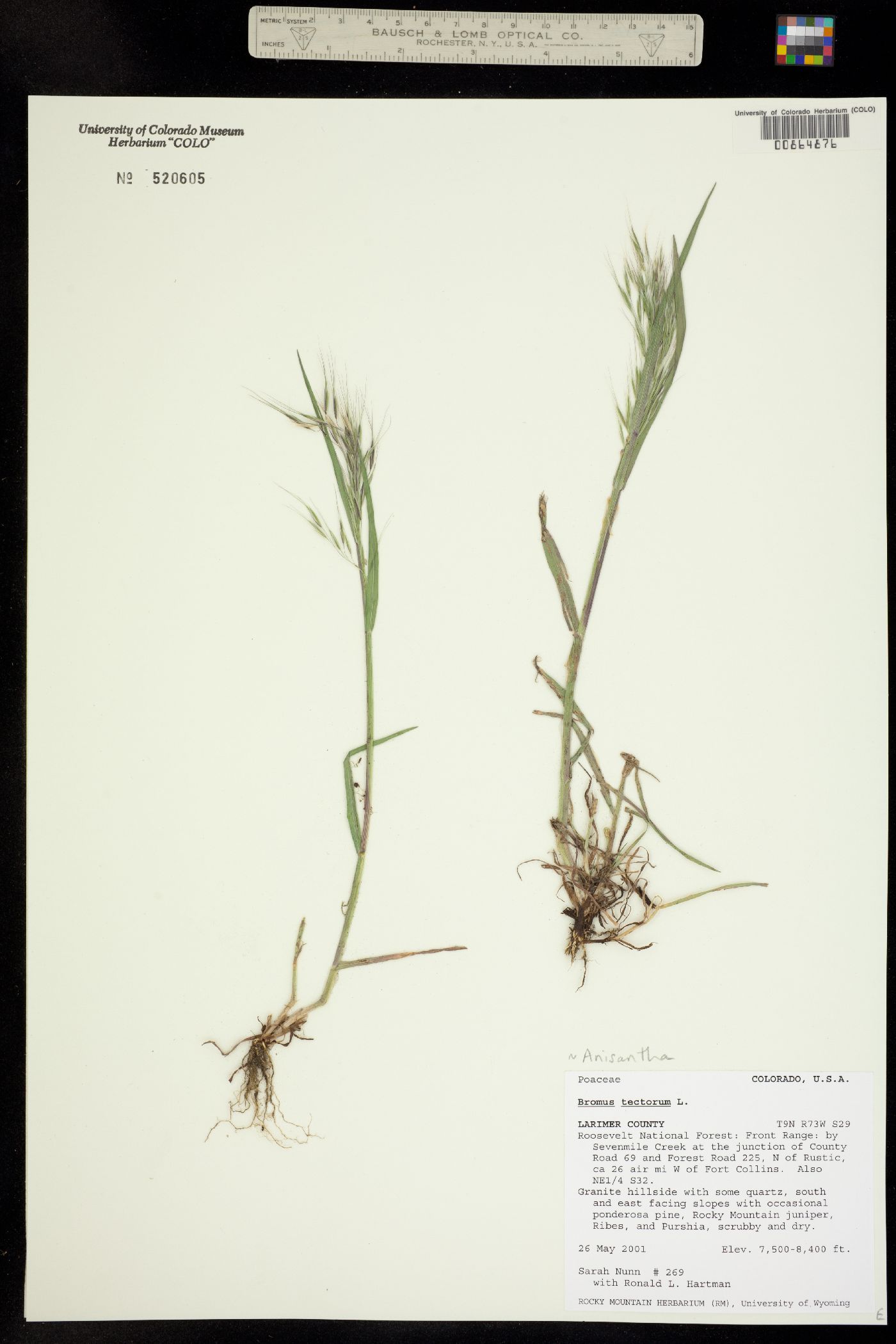 Bromus tectorum image