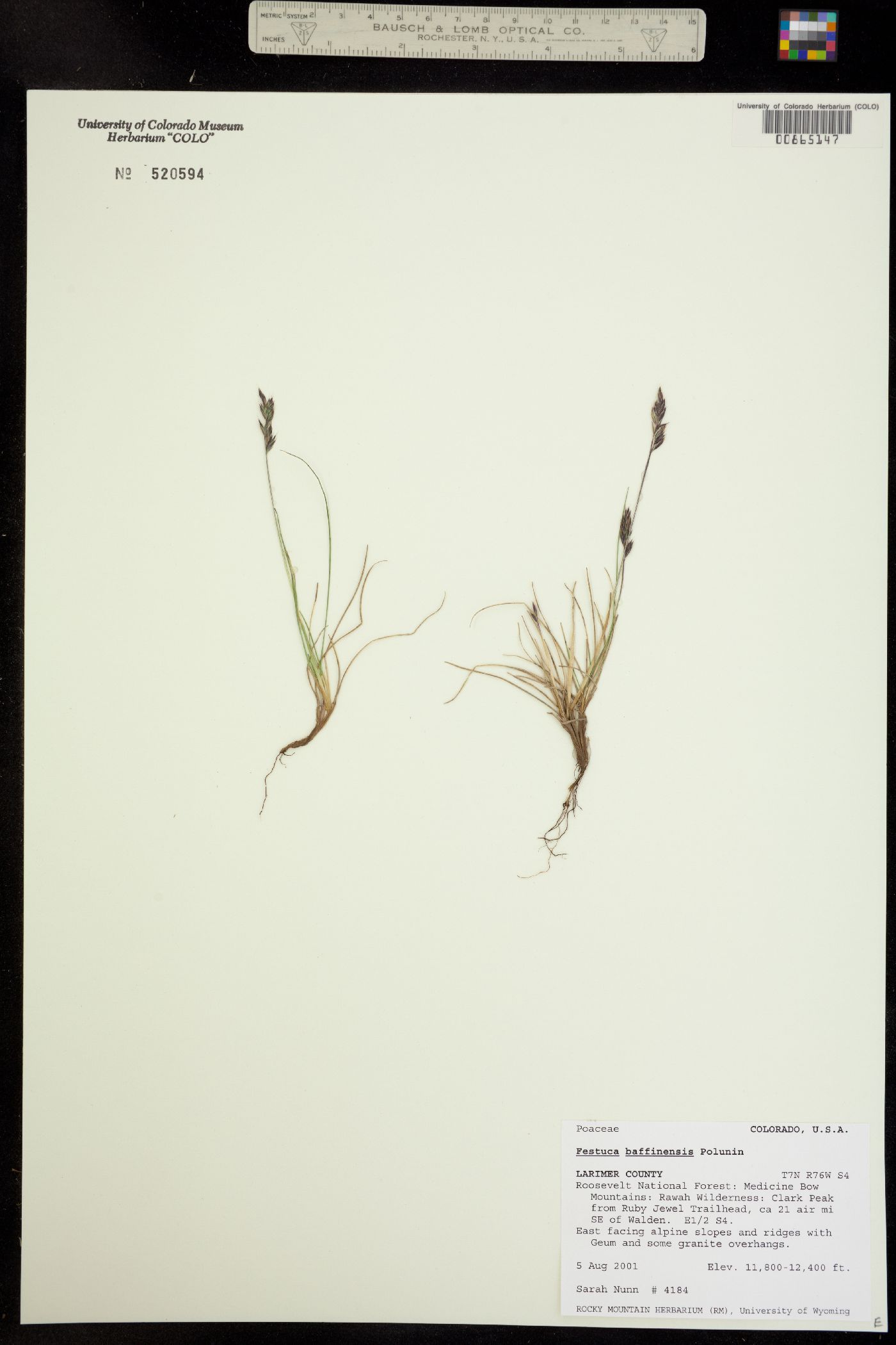 Festuca baffinensis image