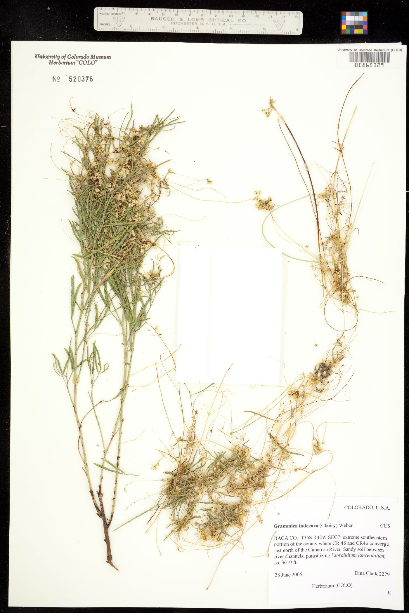 Cuscuta image