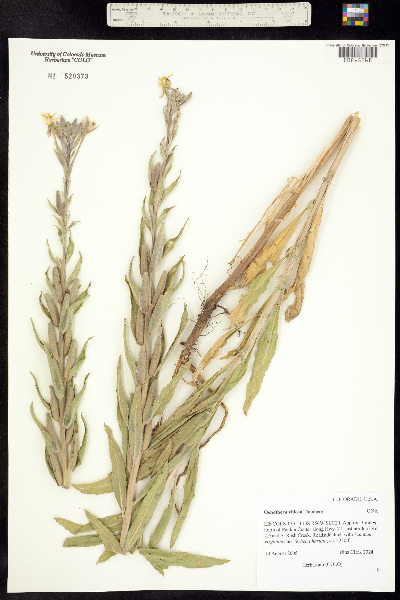 Oenothera image