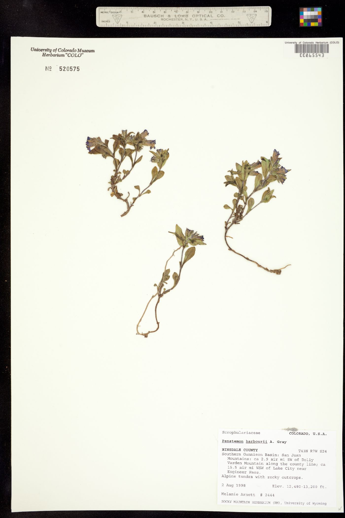 Penstemon harbourii image