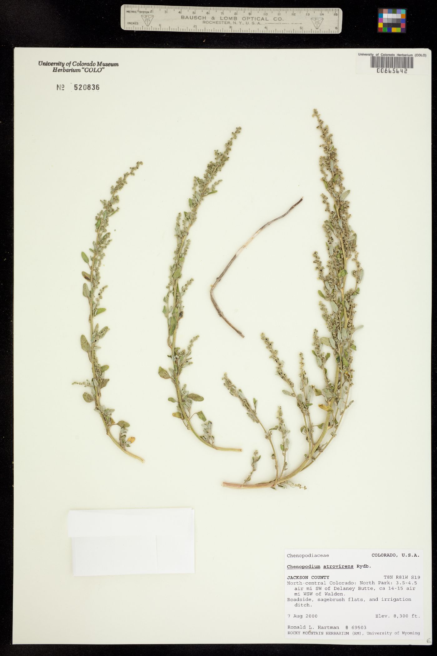Chenopodium atrovirens image