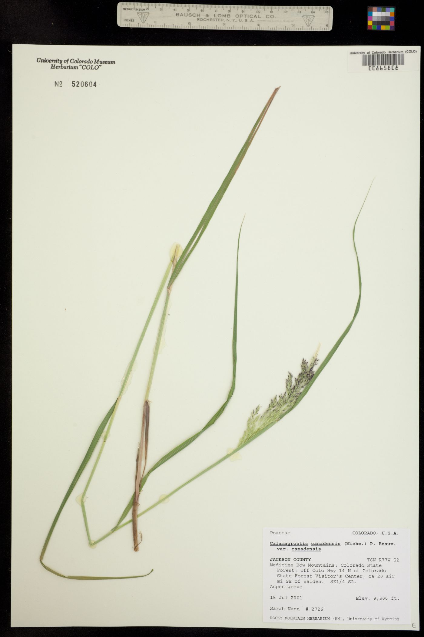 Calamagrostis image