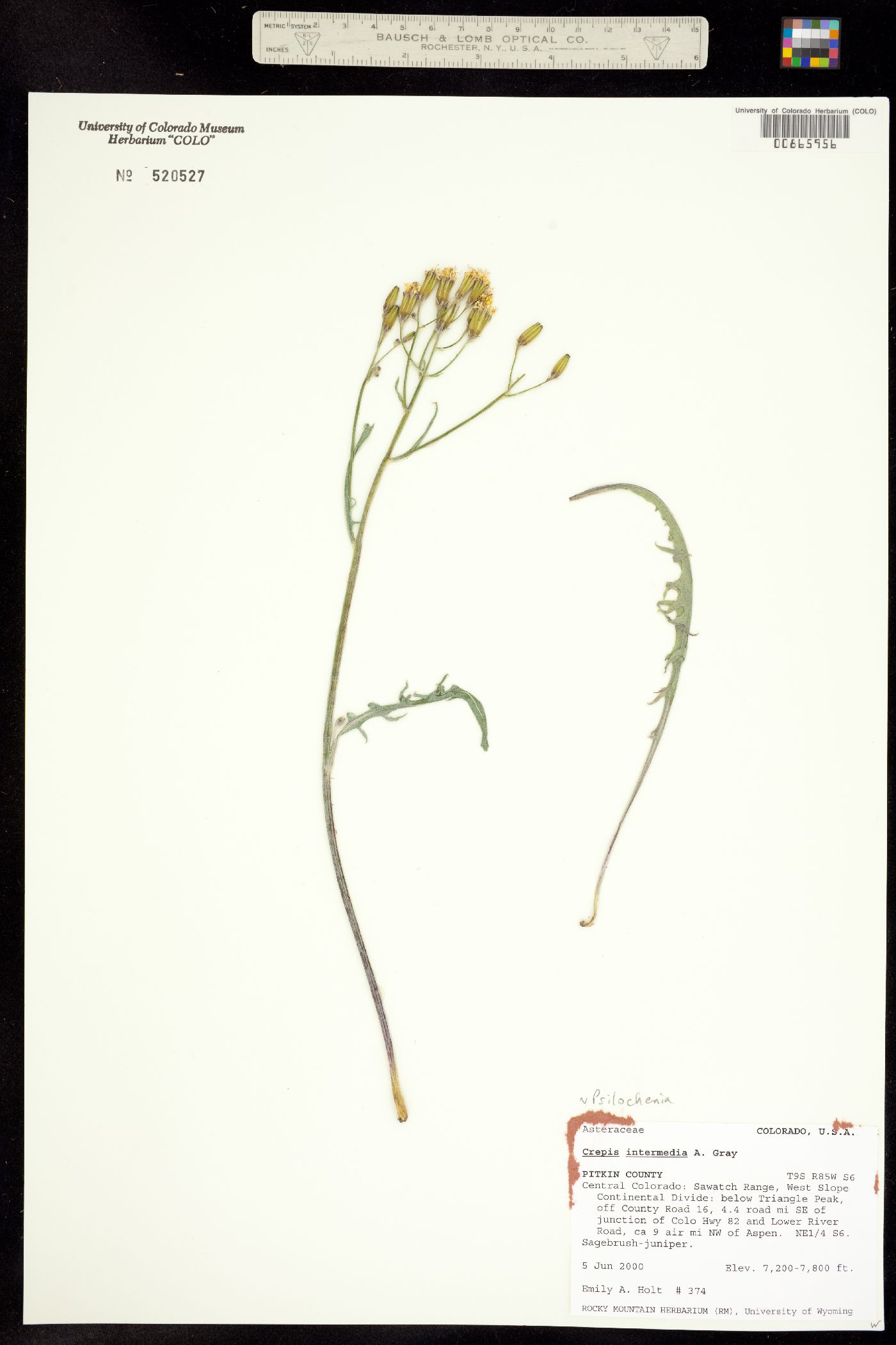 Crepis intermedia image