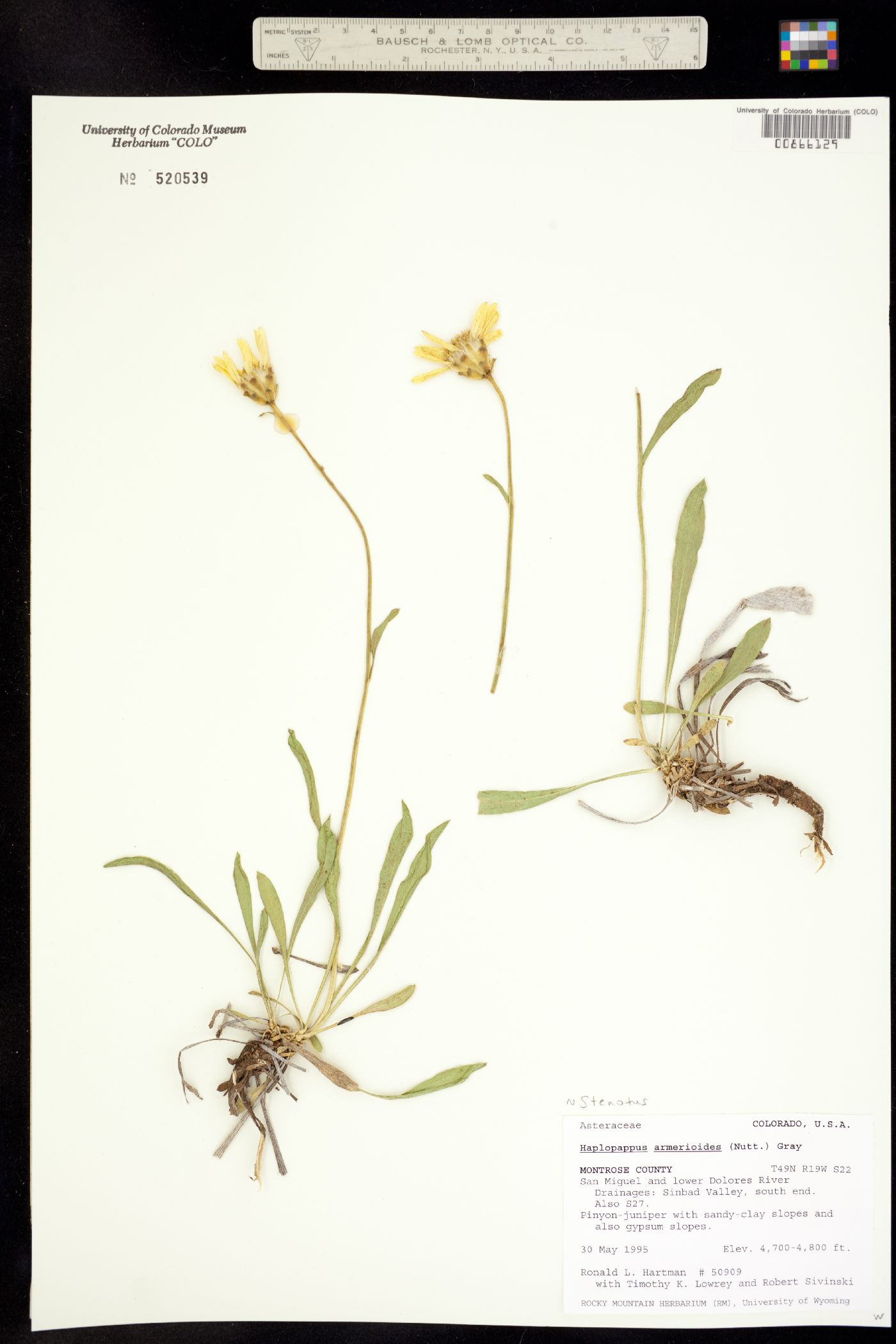 Stenotus armerioides image