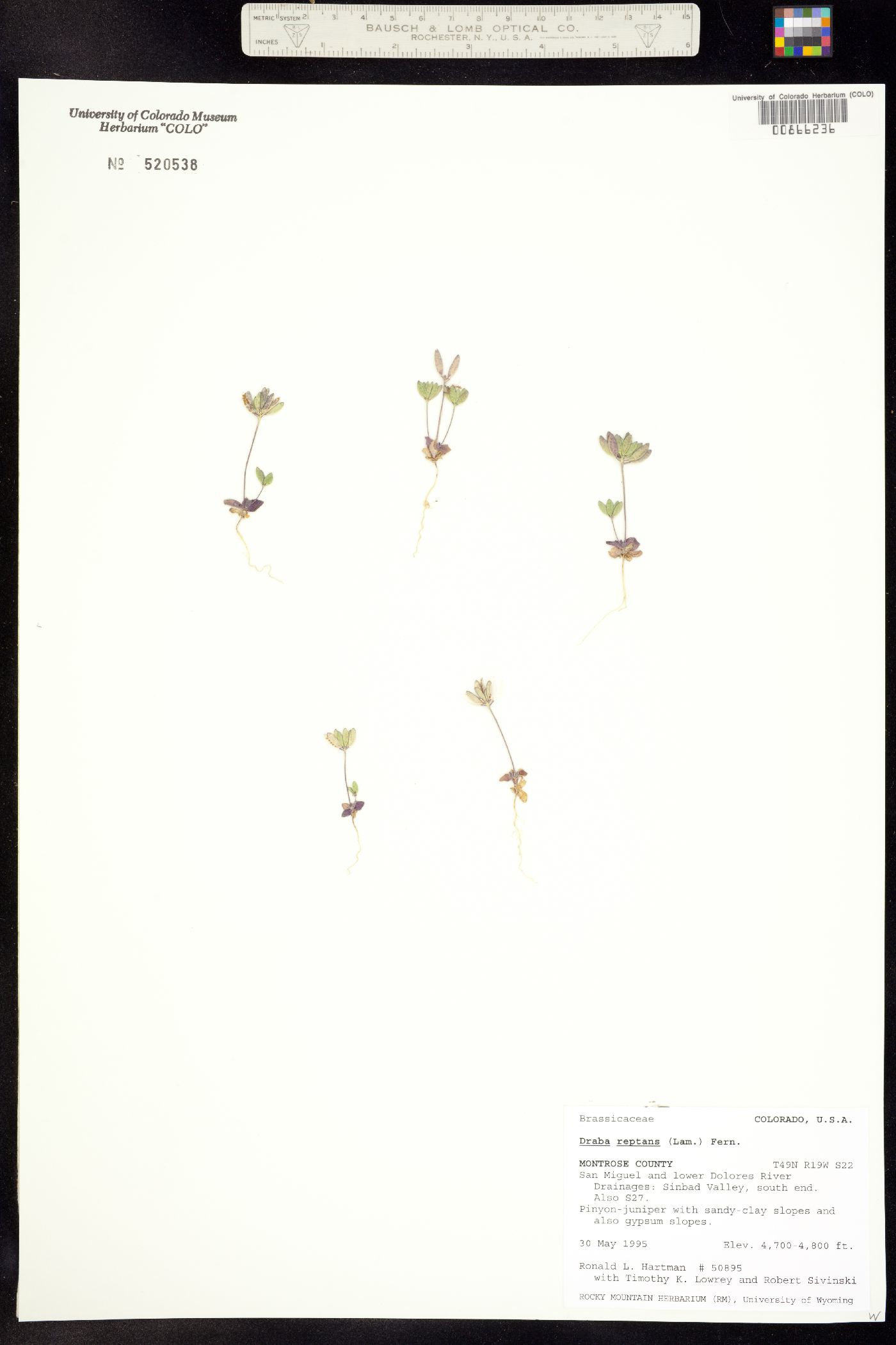 Draba reptans image
