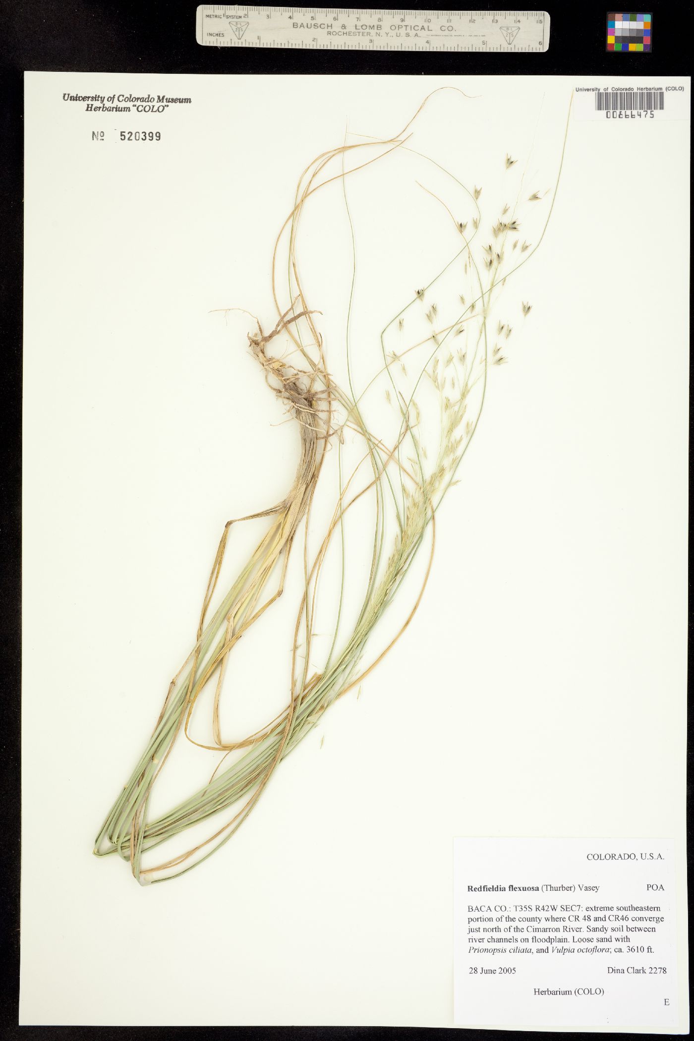 Muhlenbergia multiflora image