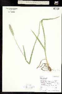 Alopecurus pratensis image
