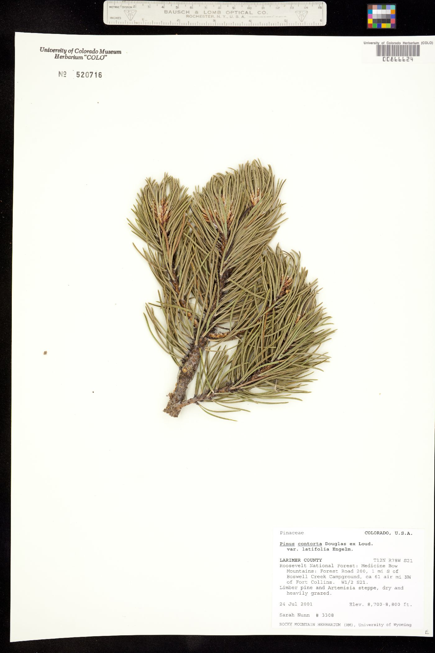 Pinus contorta var. latifolia image