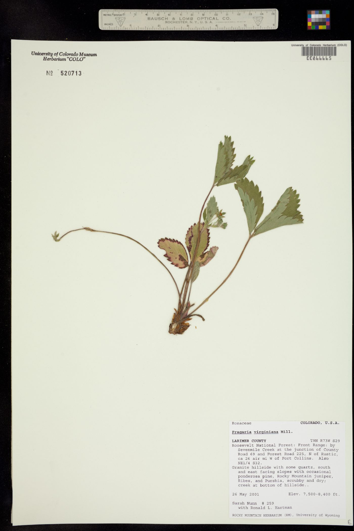 Fragaria virginiana ssp. glauca image