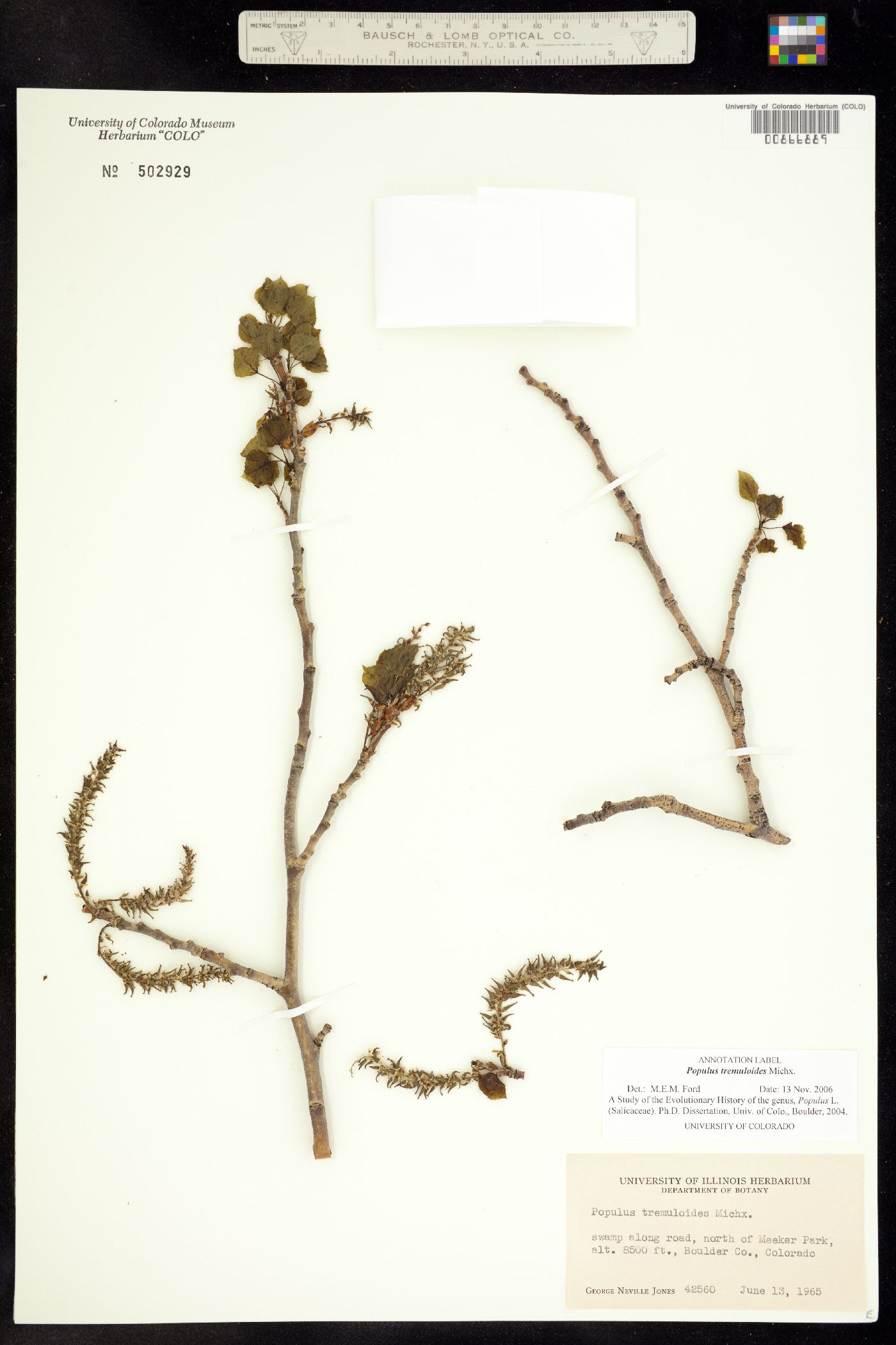 Populus tremuloides image