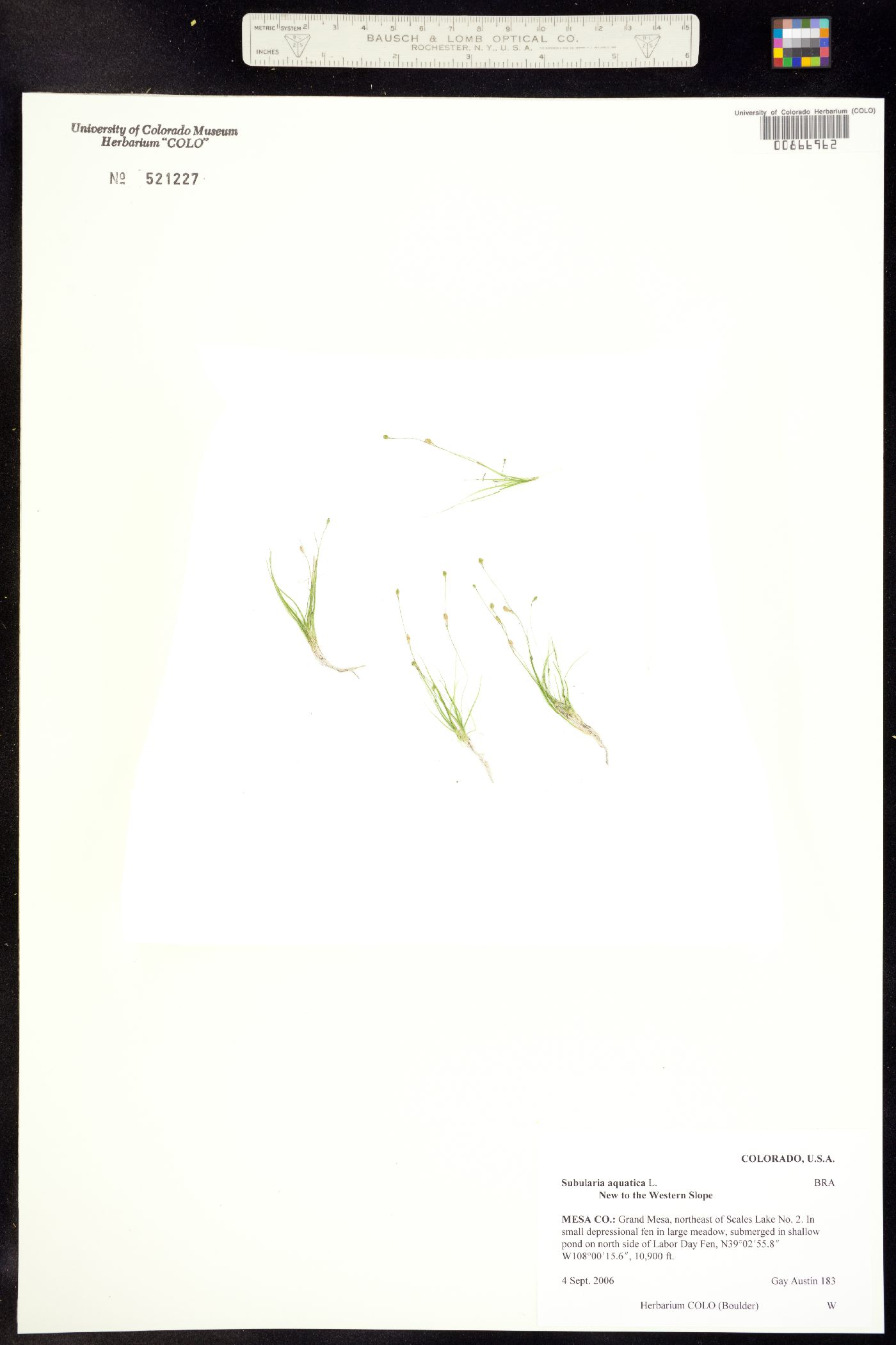 Subularia aquatica image