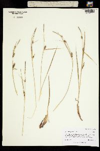 Carex lanuginosa image