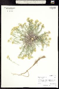Physaria floribunda ssp. osterhoutii image