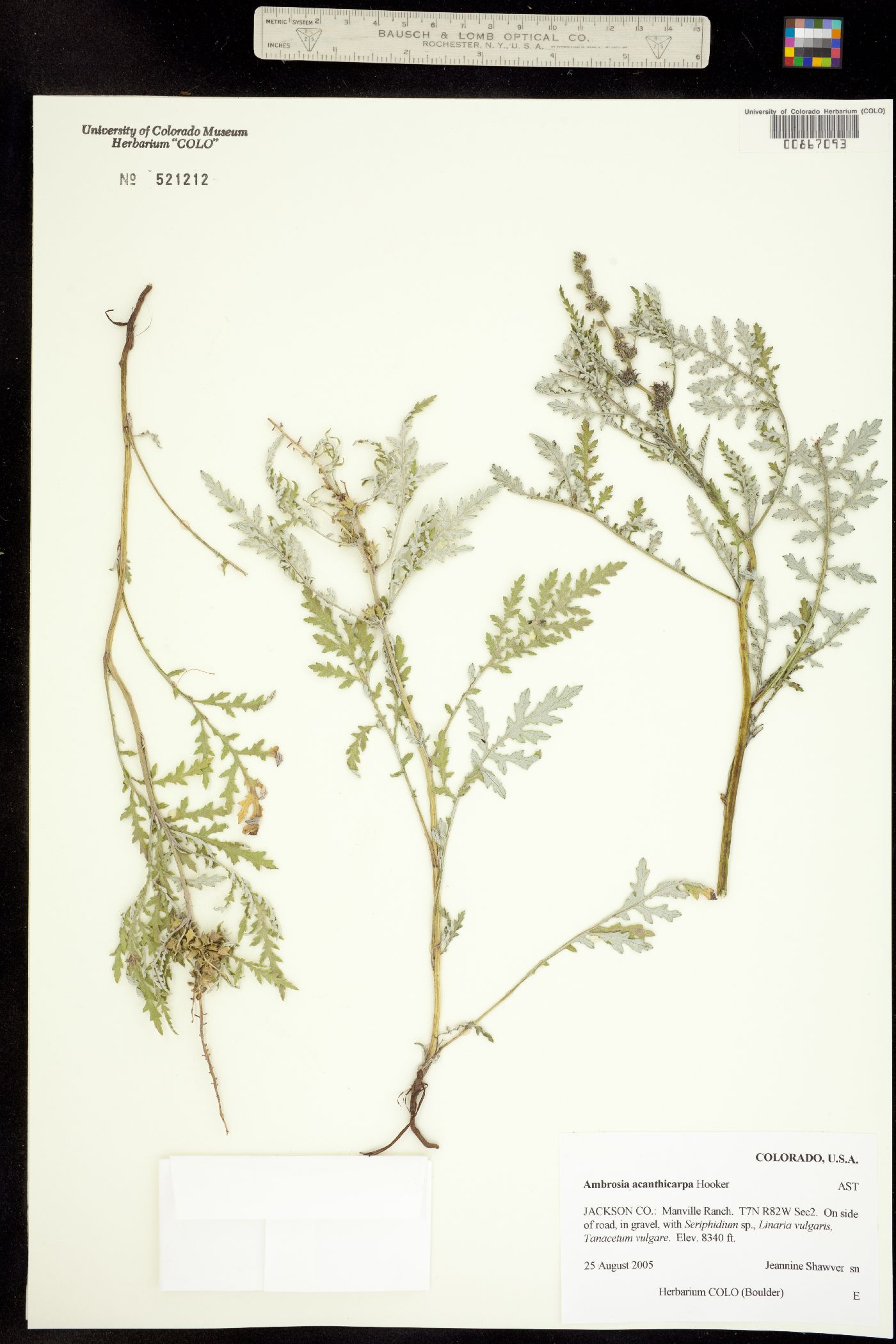 Ambrosia acanthicarpa image