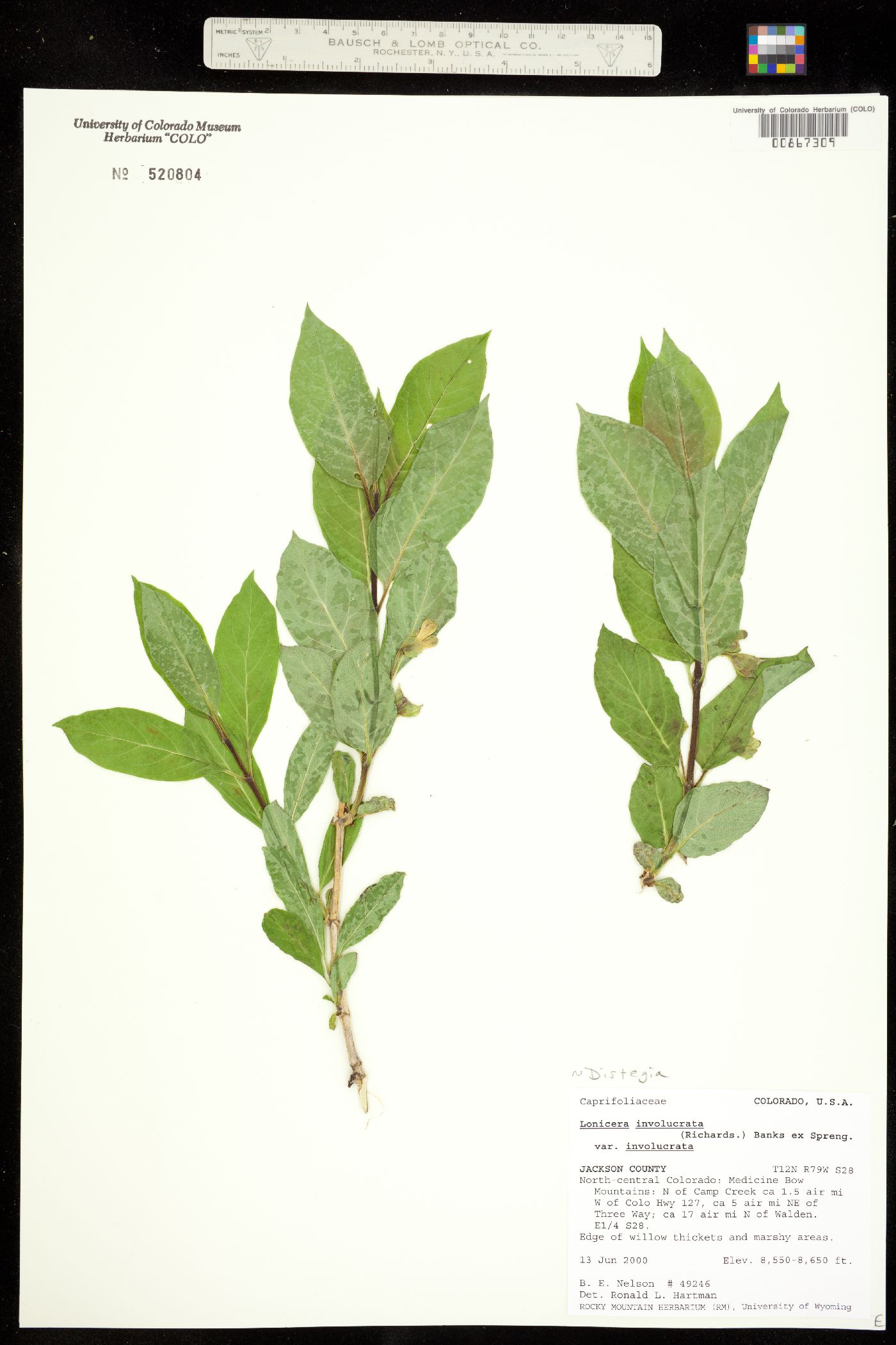 Lonicera involucrata var. involucrata image