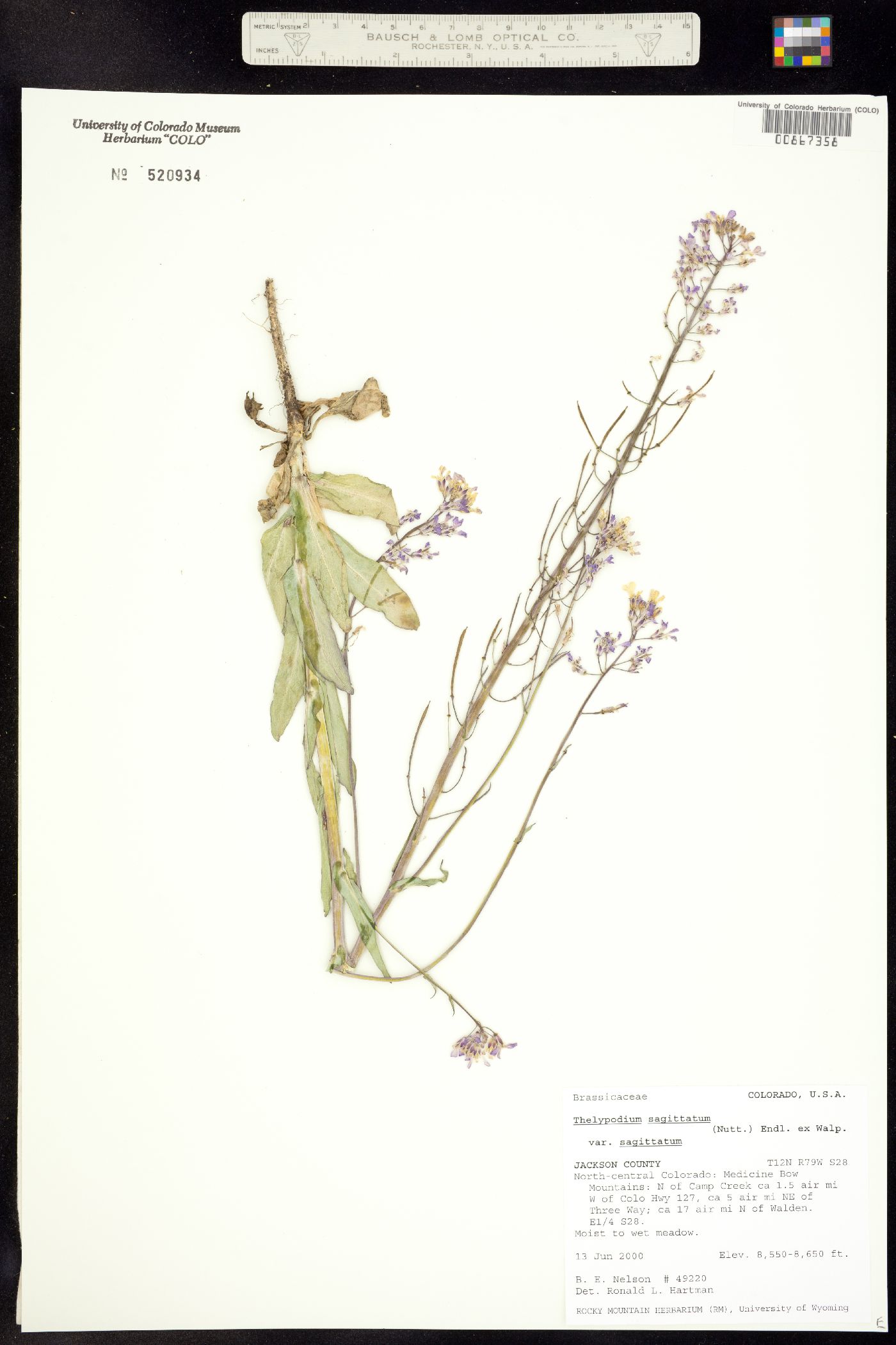 Thelypodium sagittatum ssp. sagittatum image
