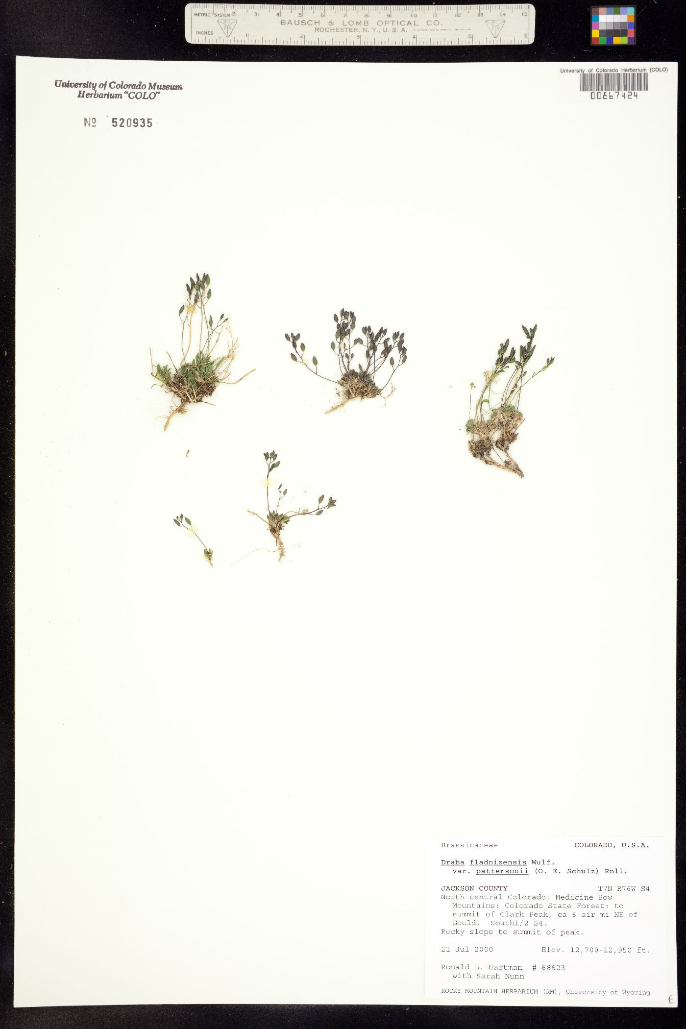 Draba fladnizensis image