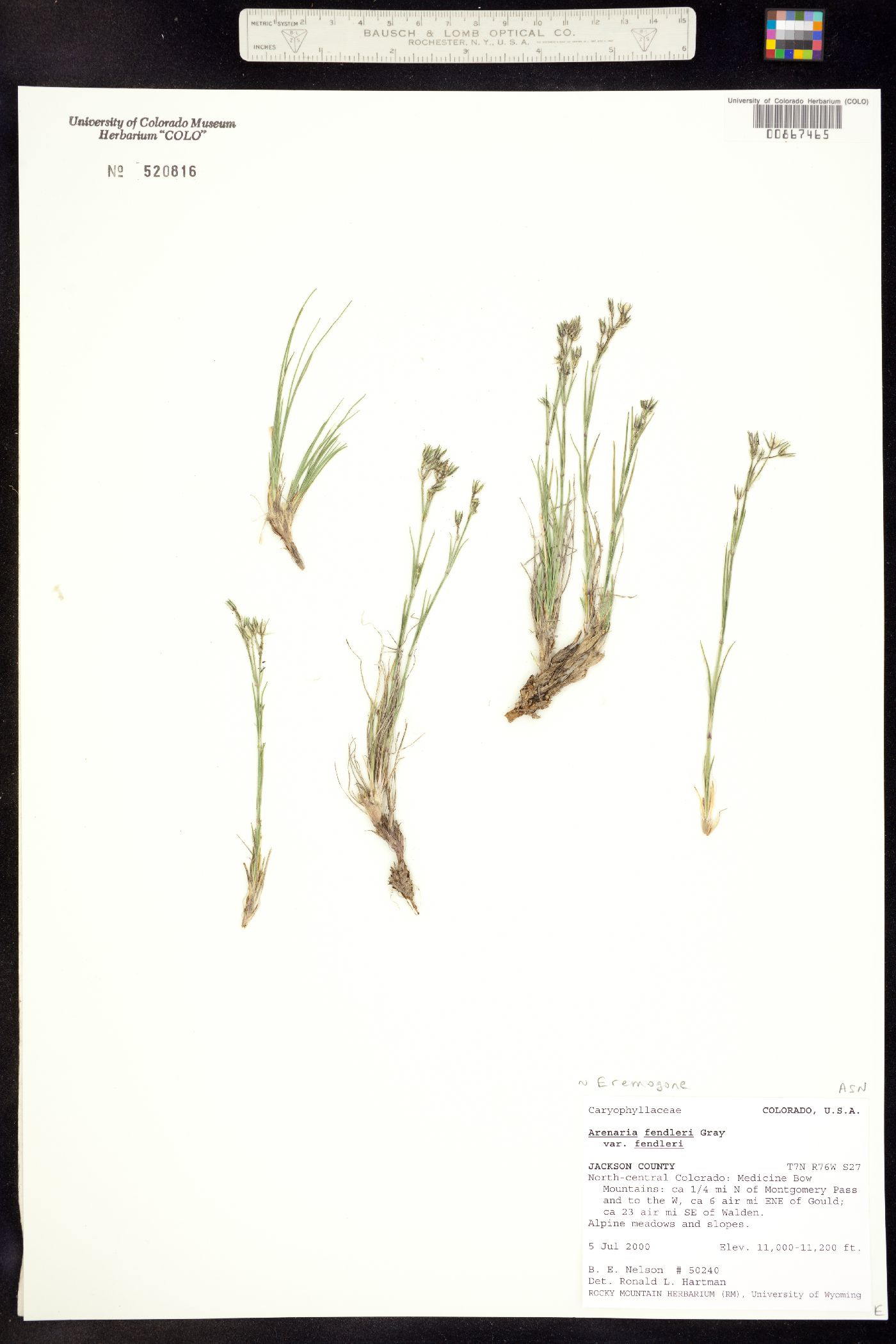 Eremogone fendleri image