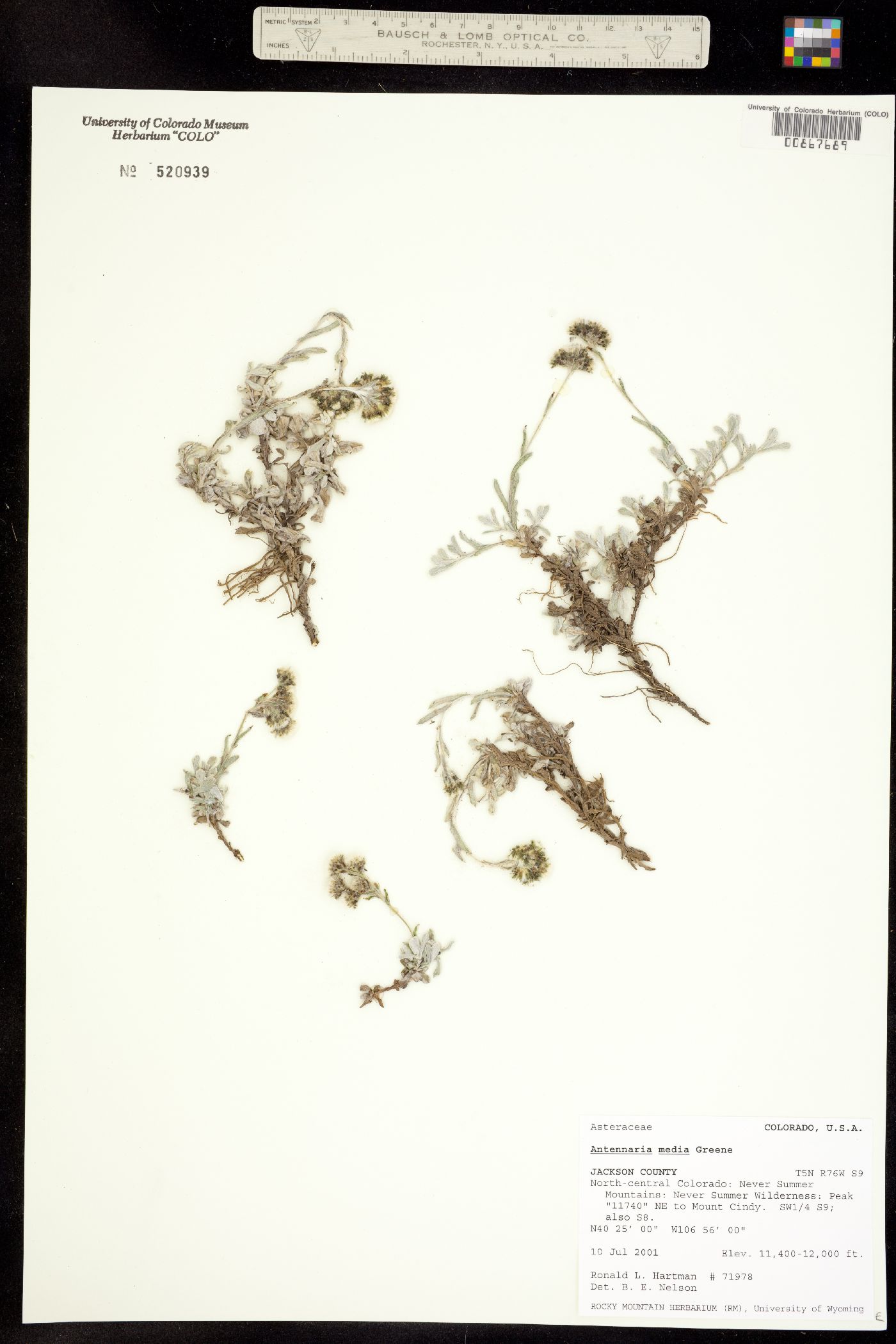 Antennaria media image