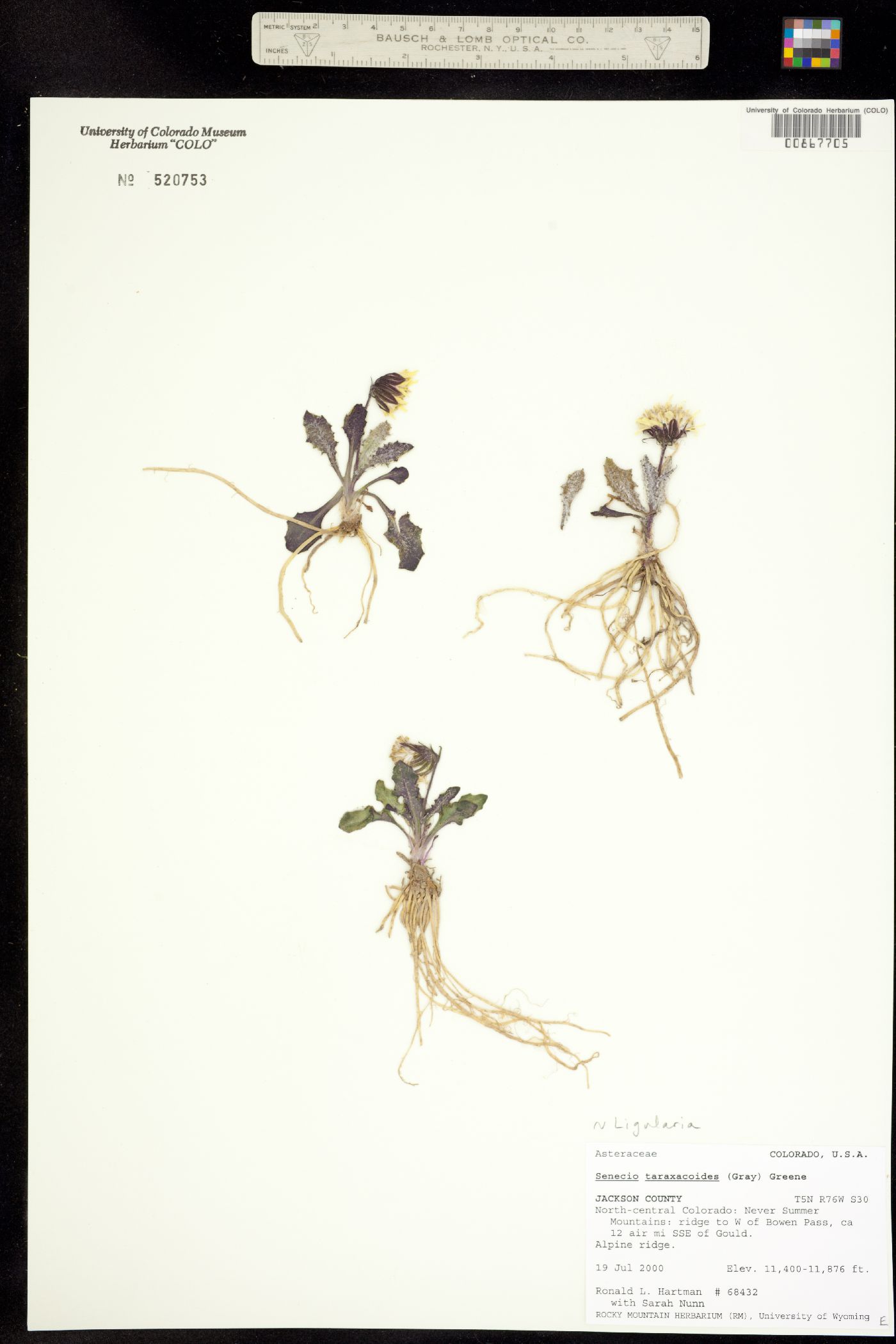 Senecio taraxacoides image