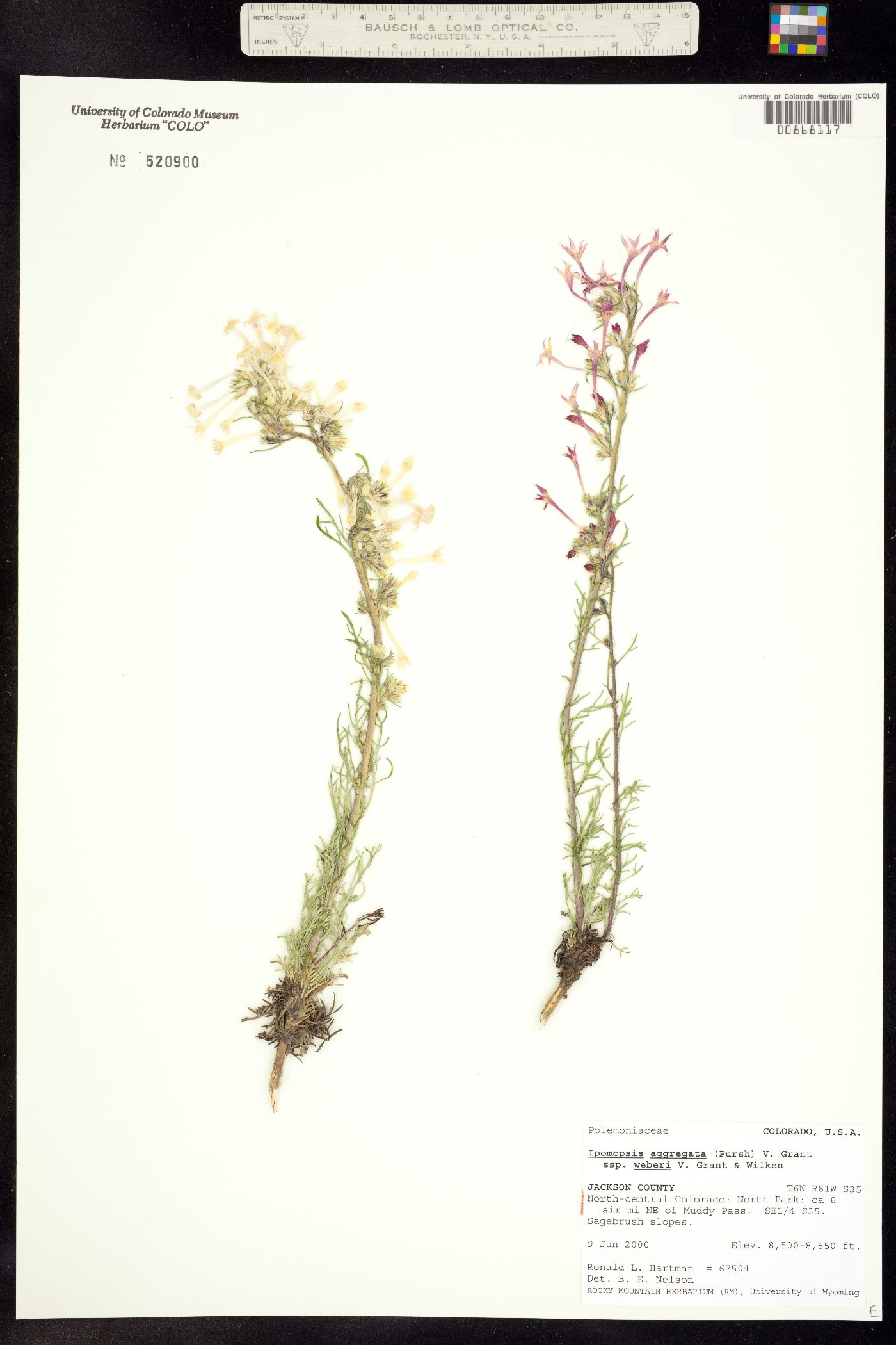 Ipomopsis aggregata ssp. weberi image