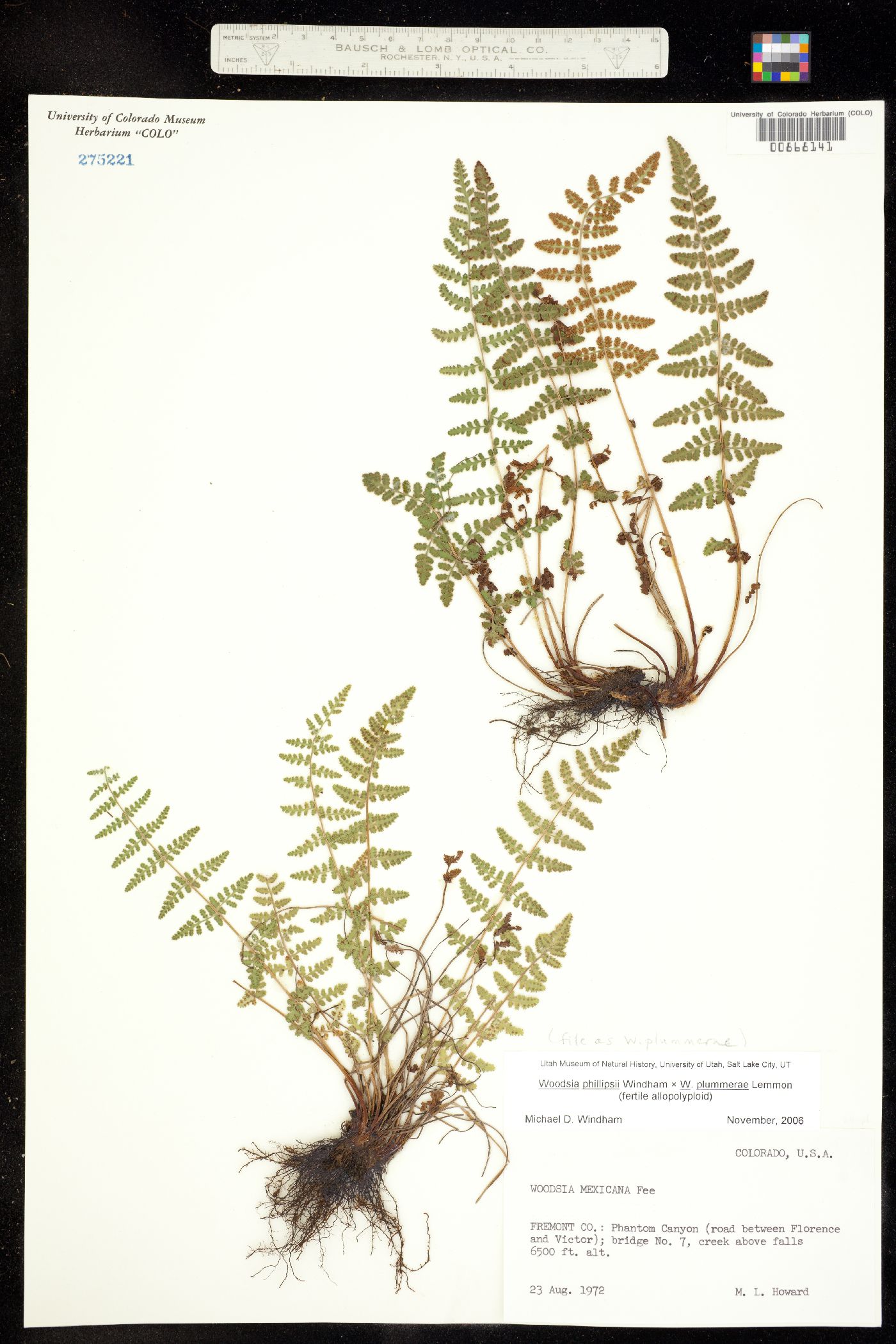 Woodsia plummerae image