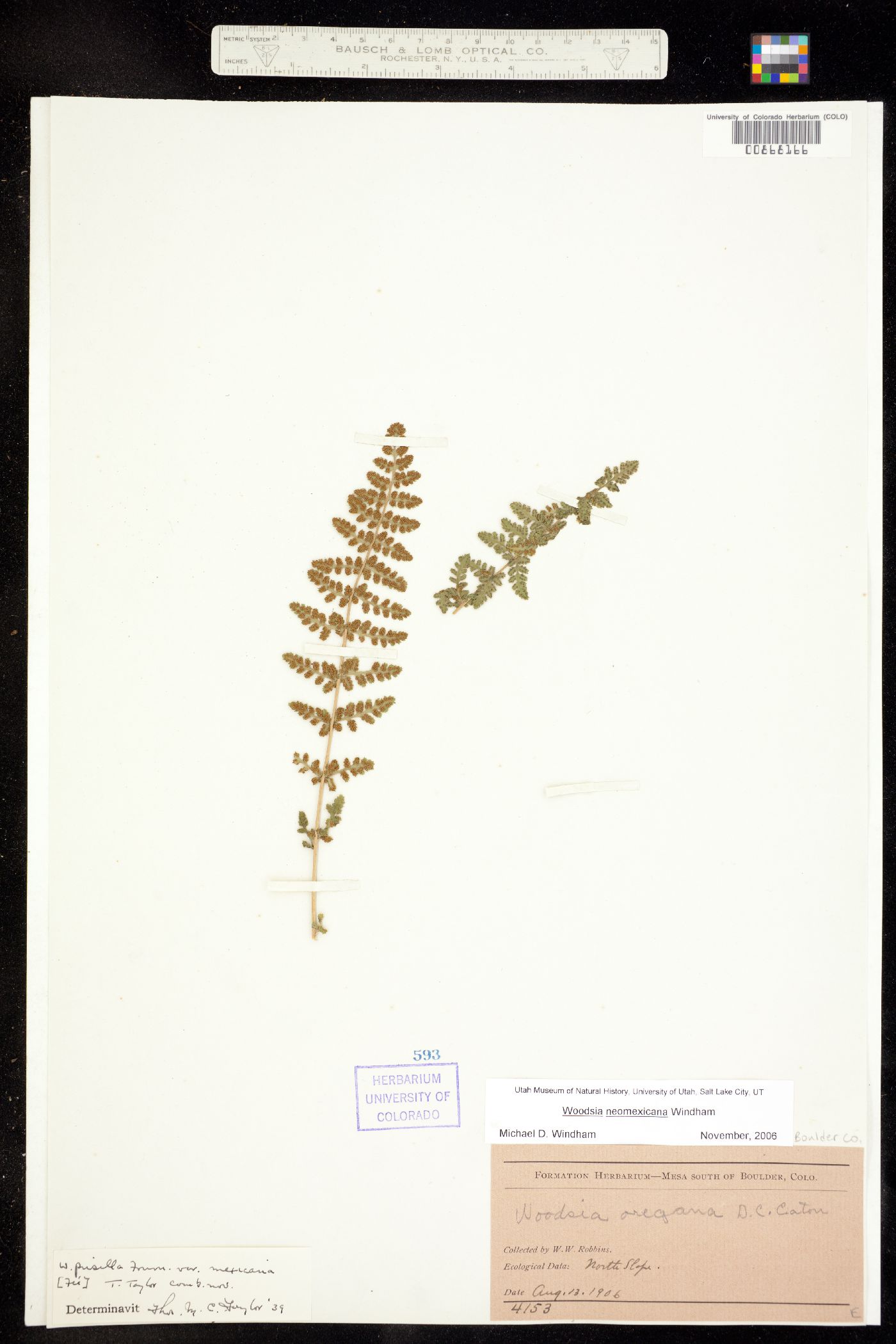 Woodsia neomexicana image
