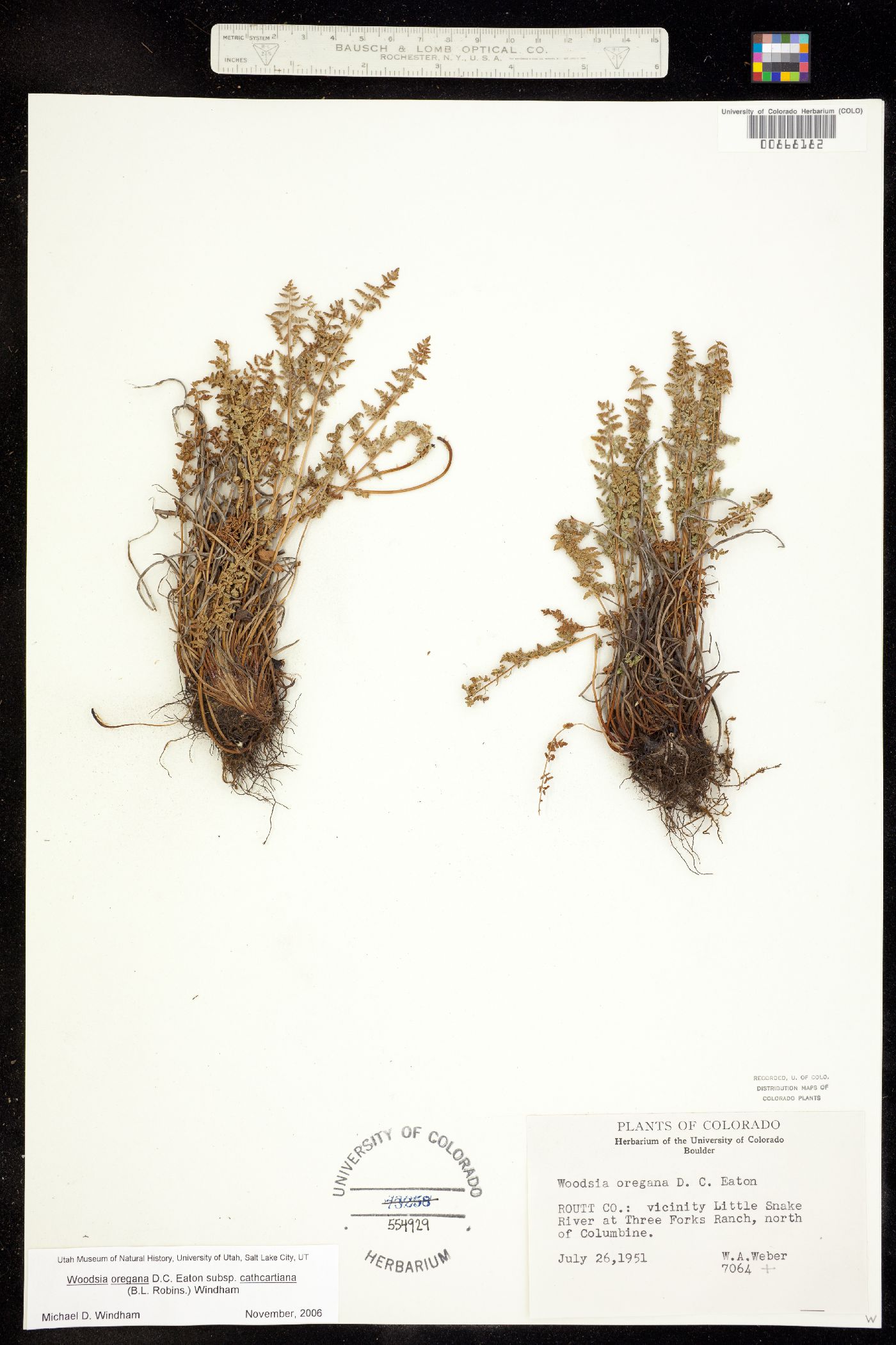 Woodsia oregana ssp. cathcartiana image