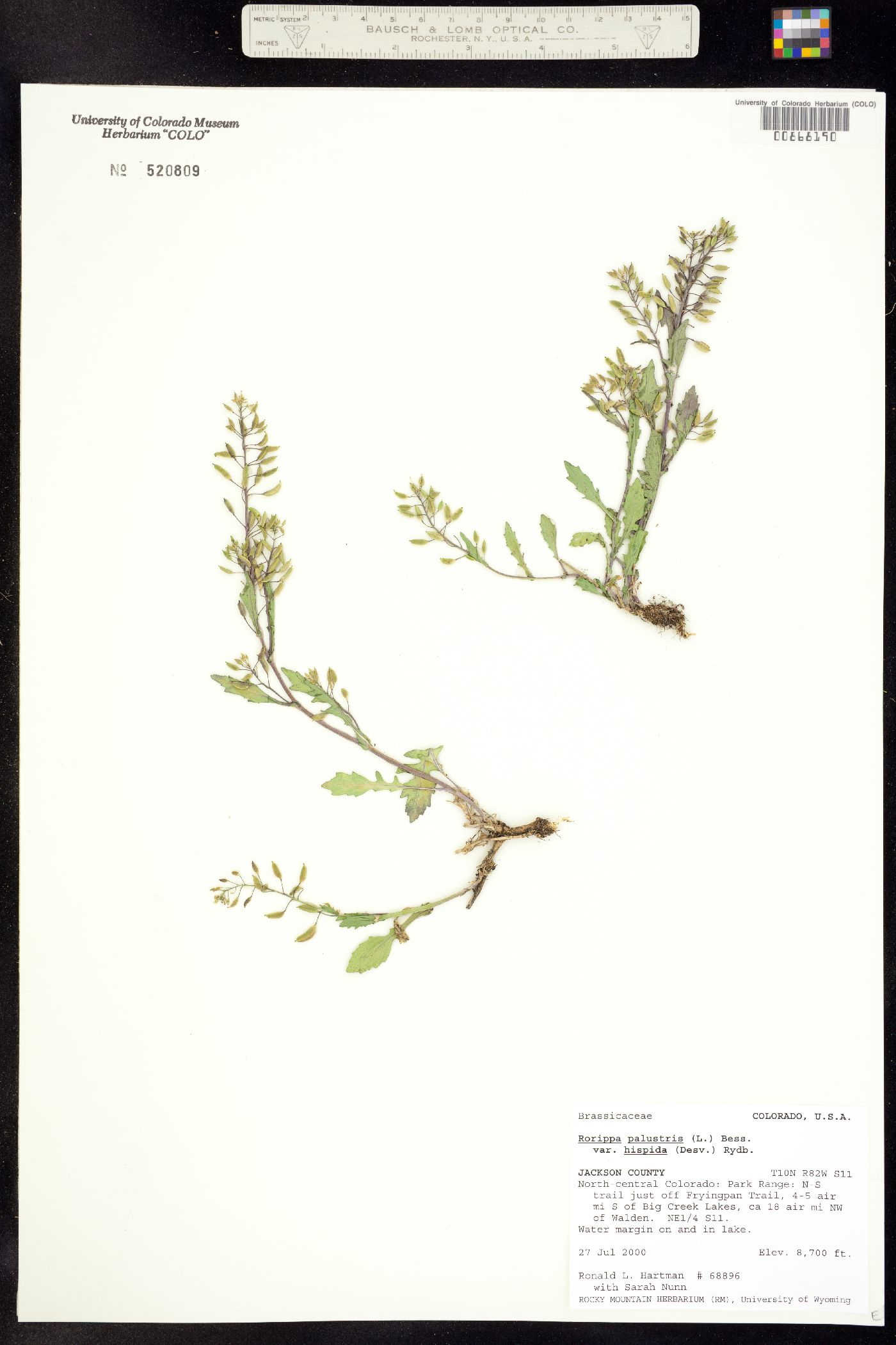 Rorippa palustris ssp. hispida image