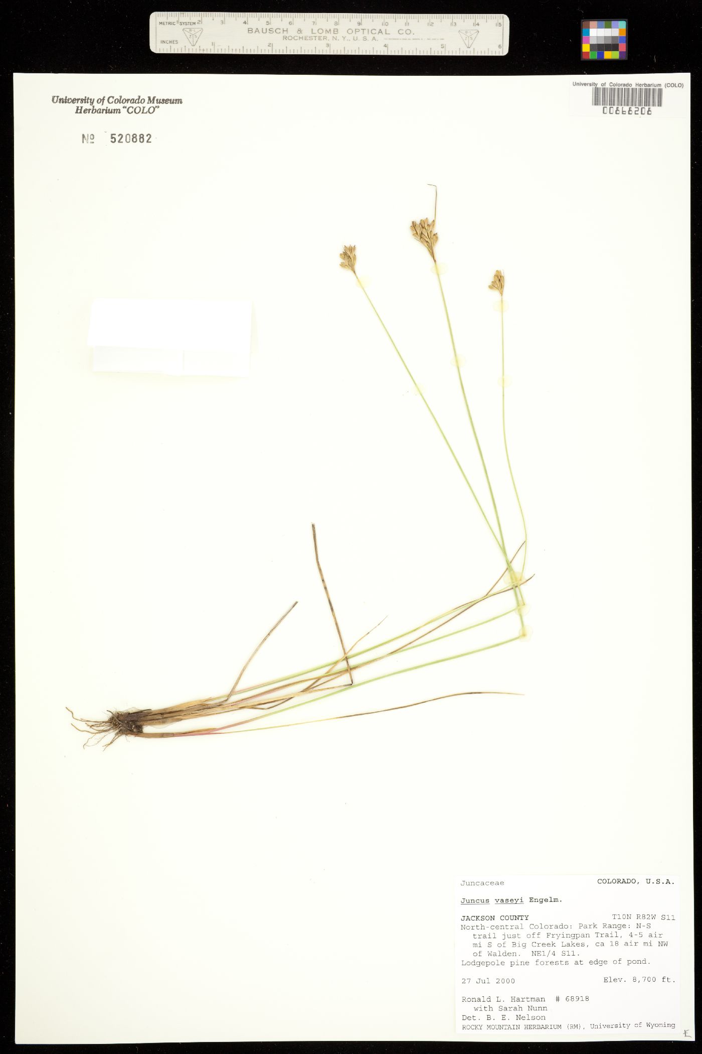 Juncus vaseyi image