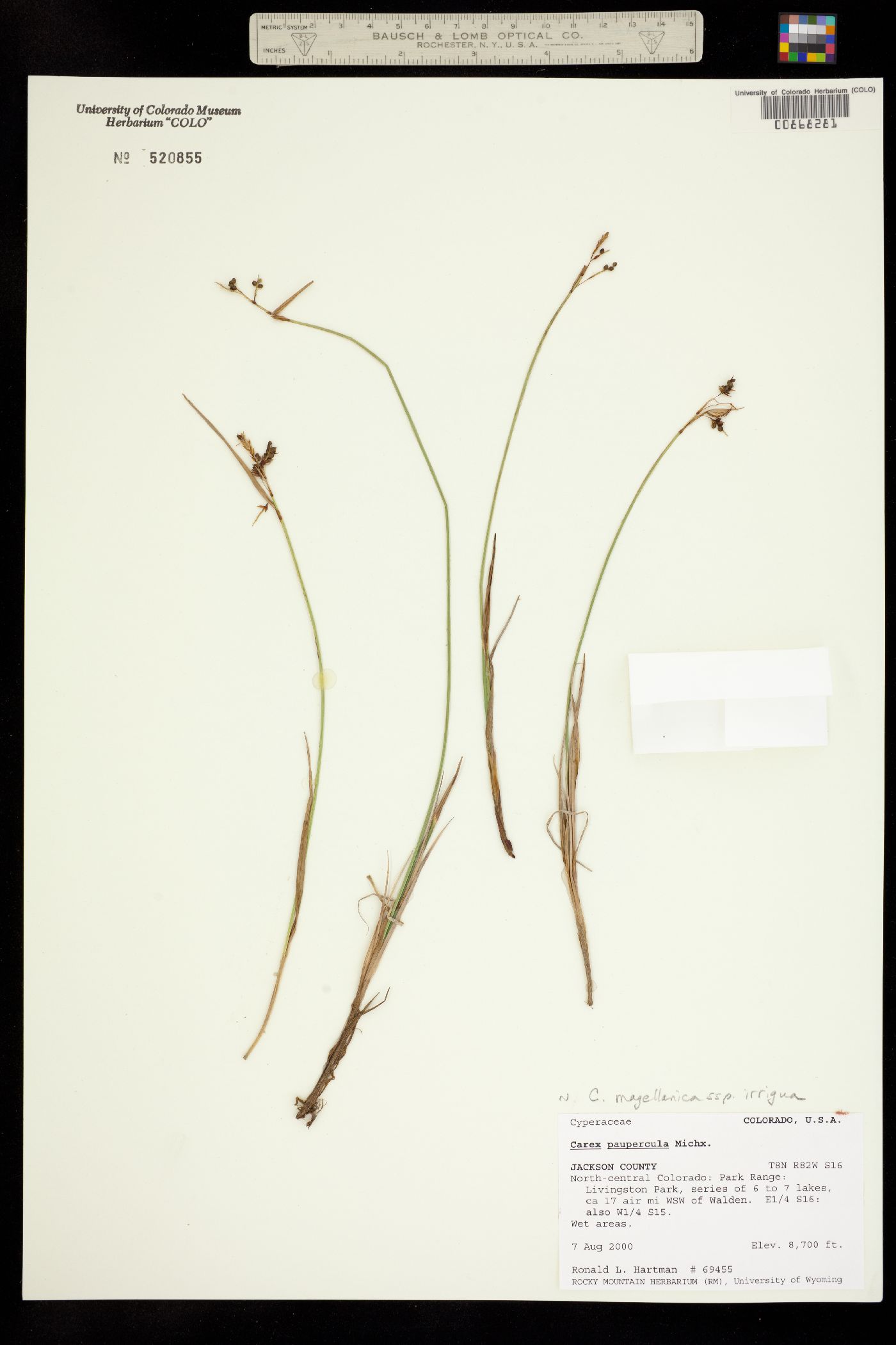 Carex magellanica ssp. irrigua image