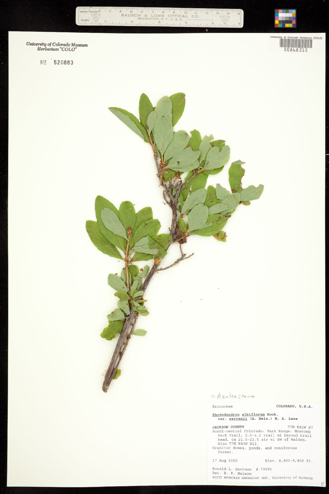 Rhododendron albiflorum image