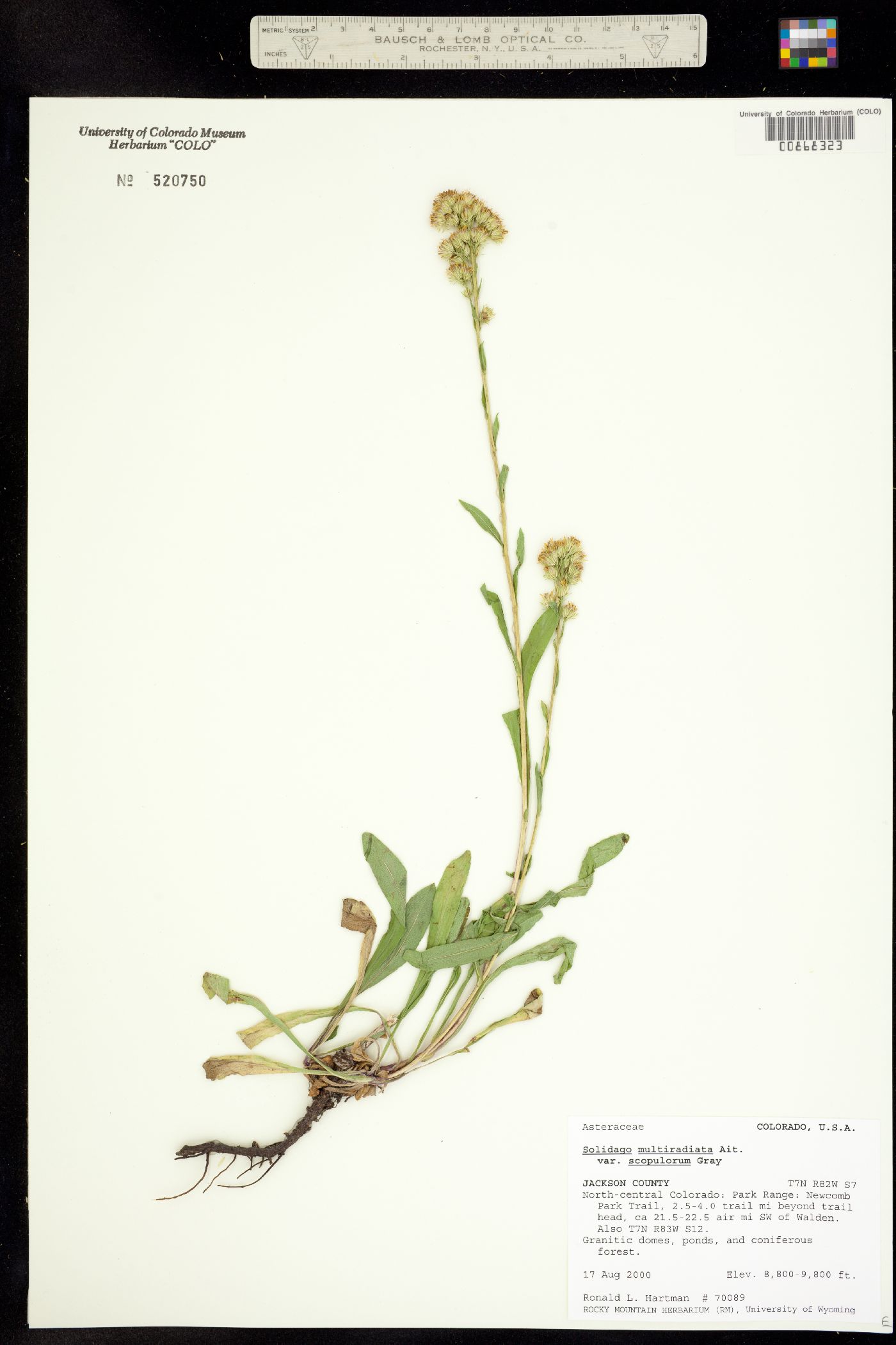 Solidago multiradiata image