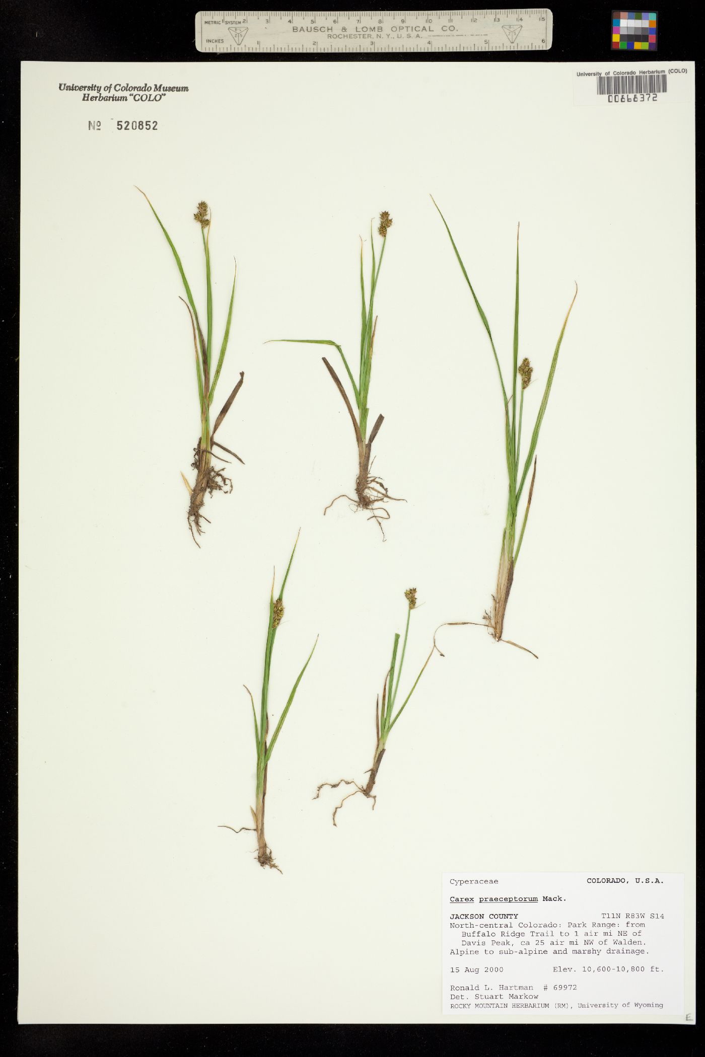 Carex praeceptorum image