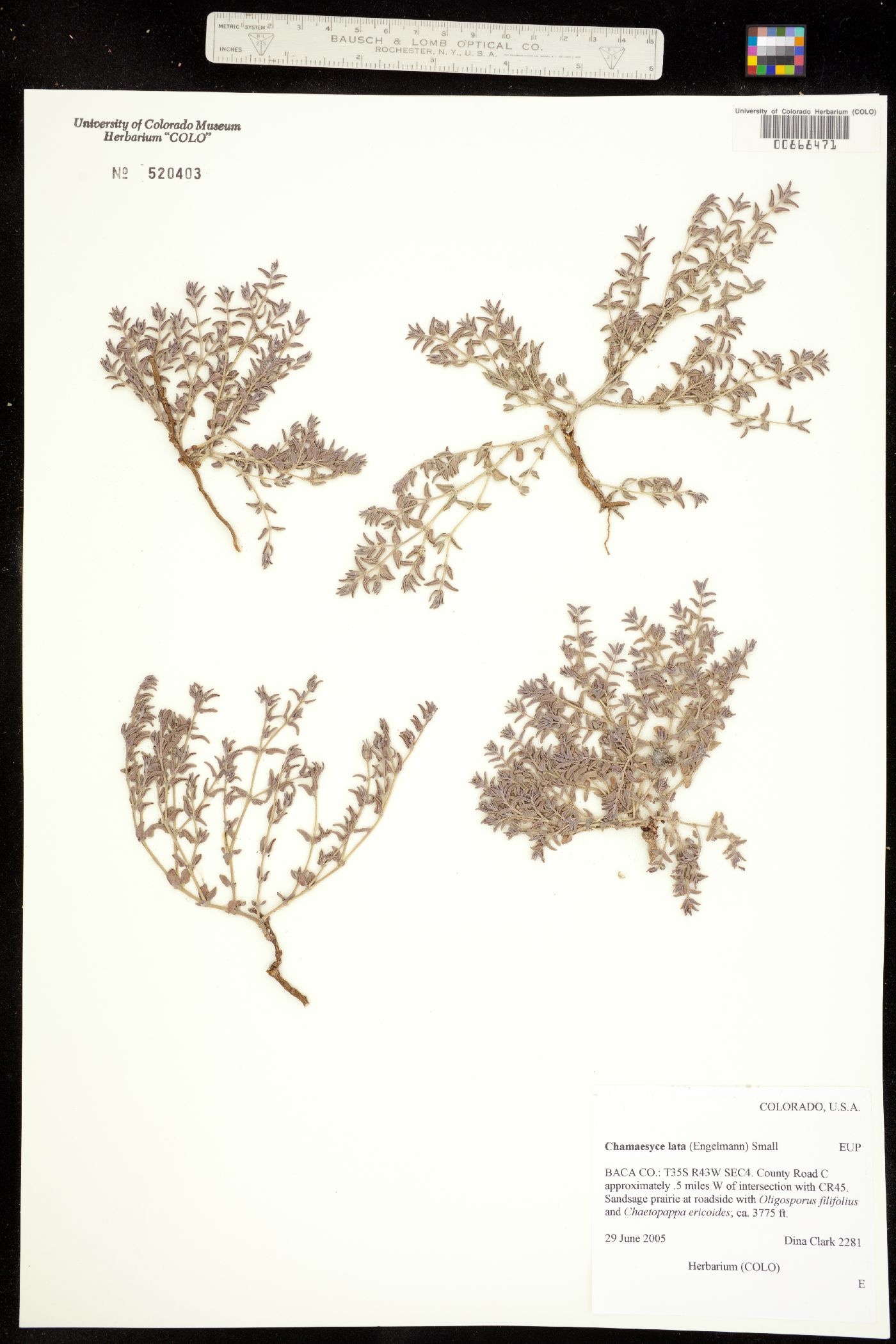 Euphorbia lata image