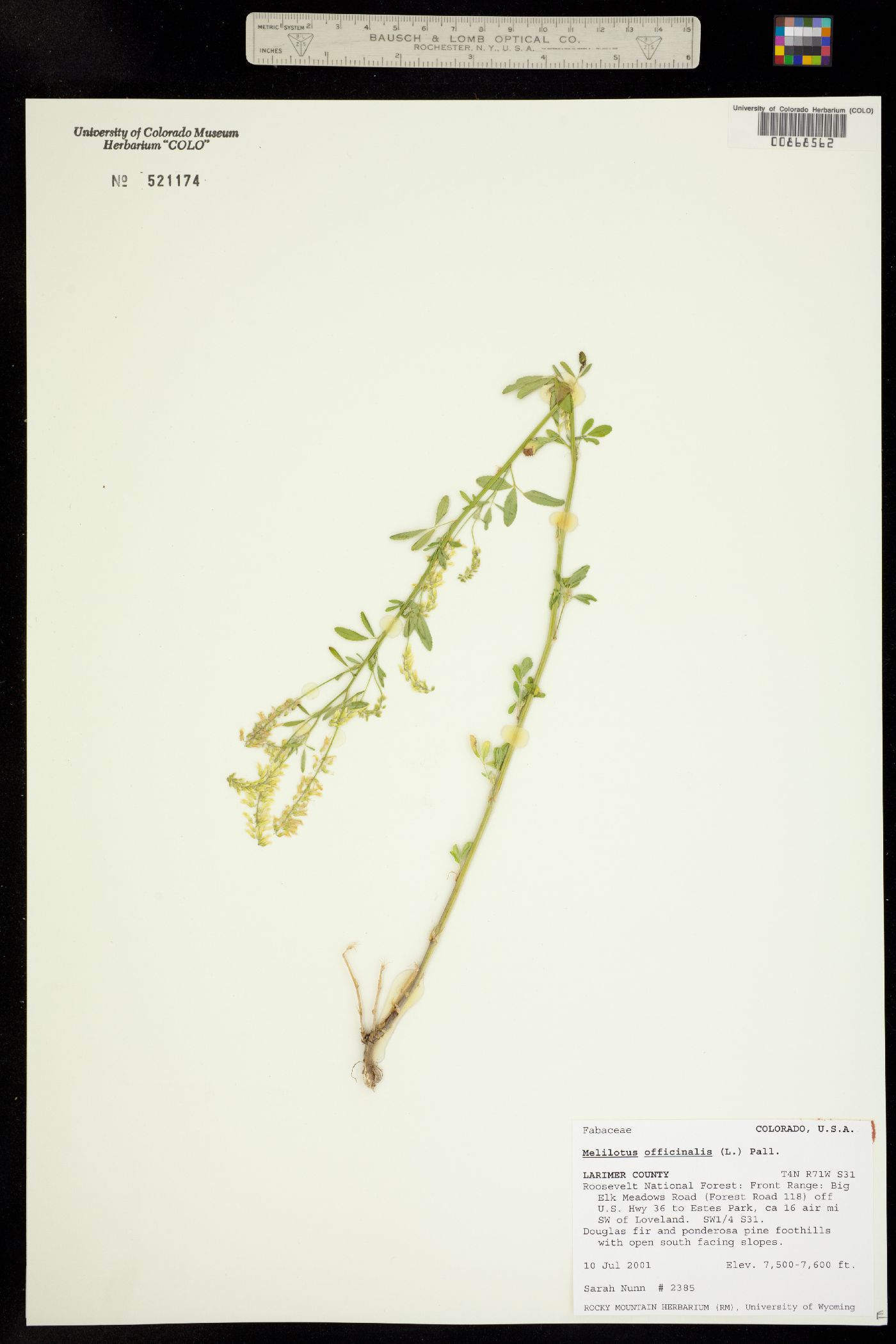 Melilotus officinale image