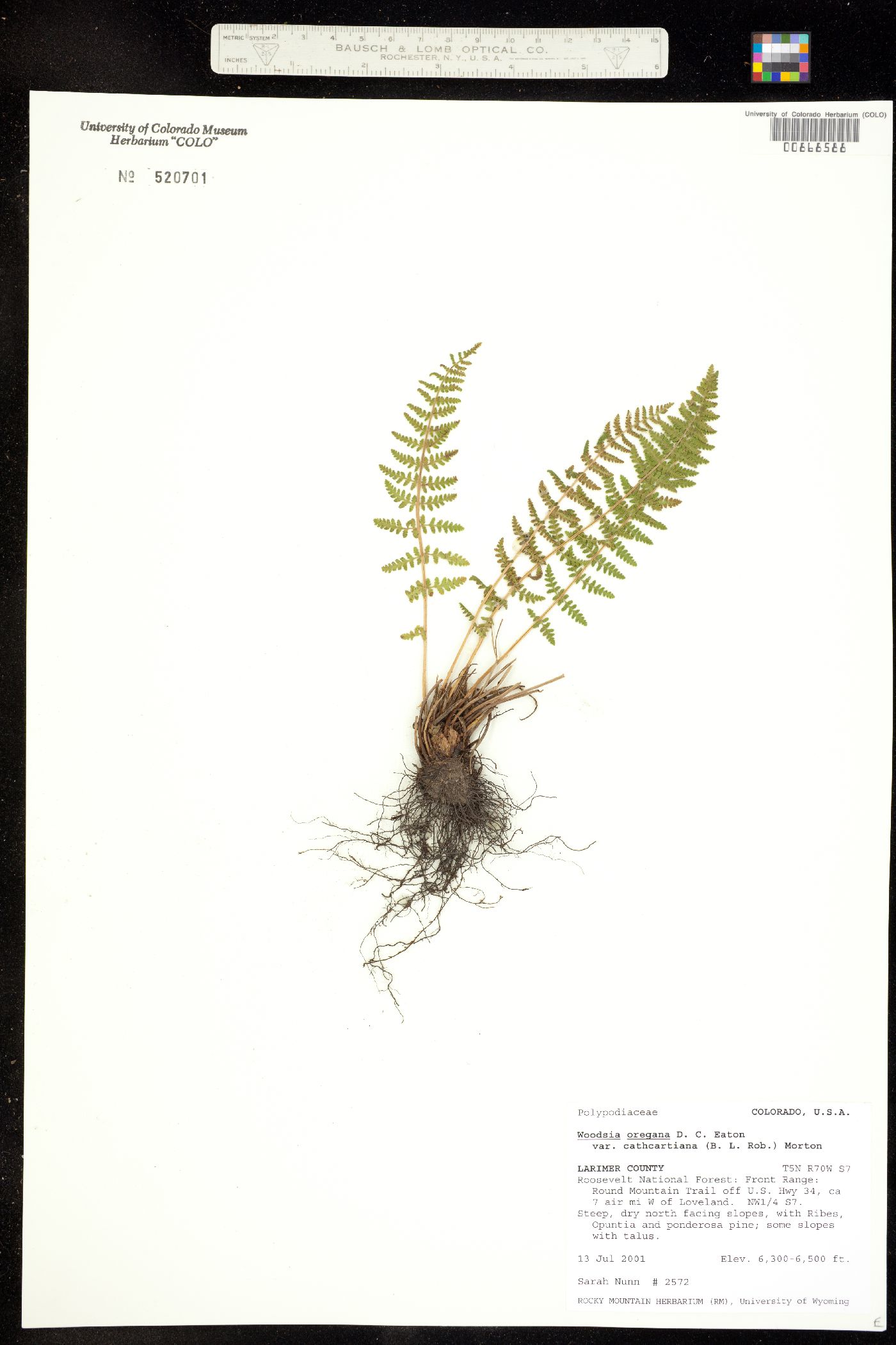 Woodsia oregana ssp. cathcartiana image