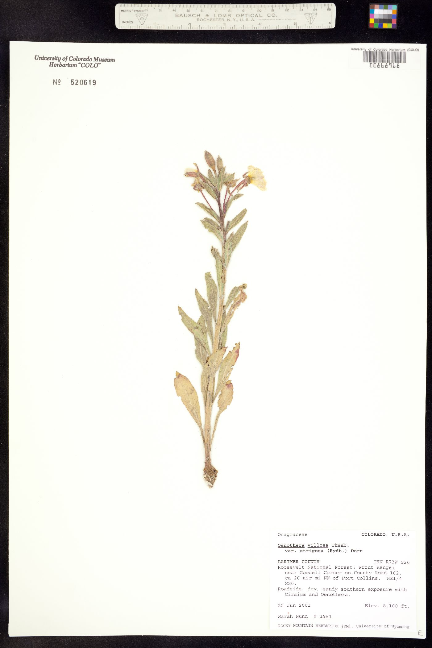 Oenothera villosa ssp. strigosa image